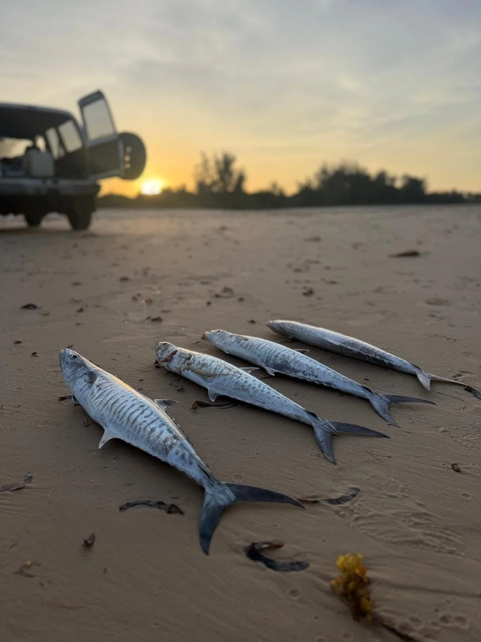 Four fish lying on sandy beach at sunset with vehicle in the background.
