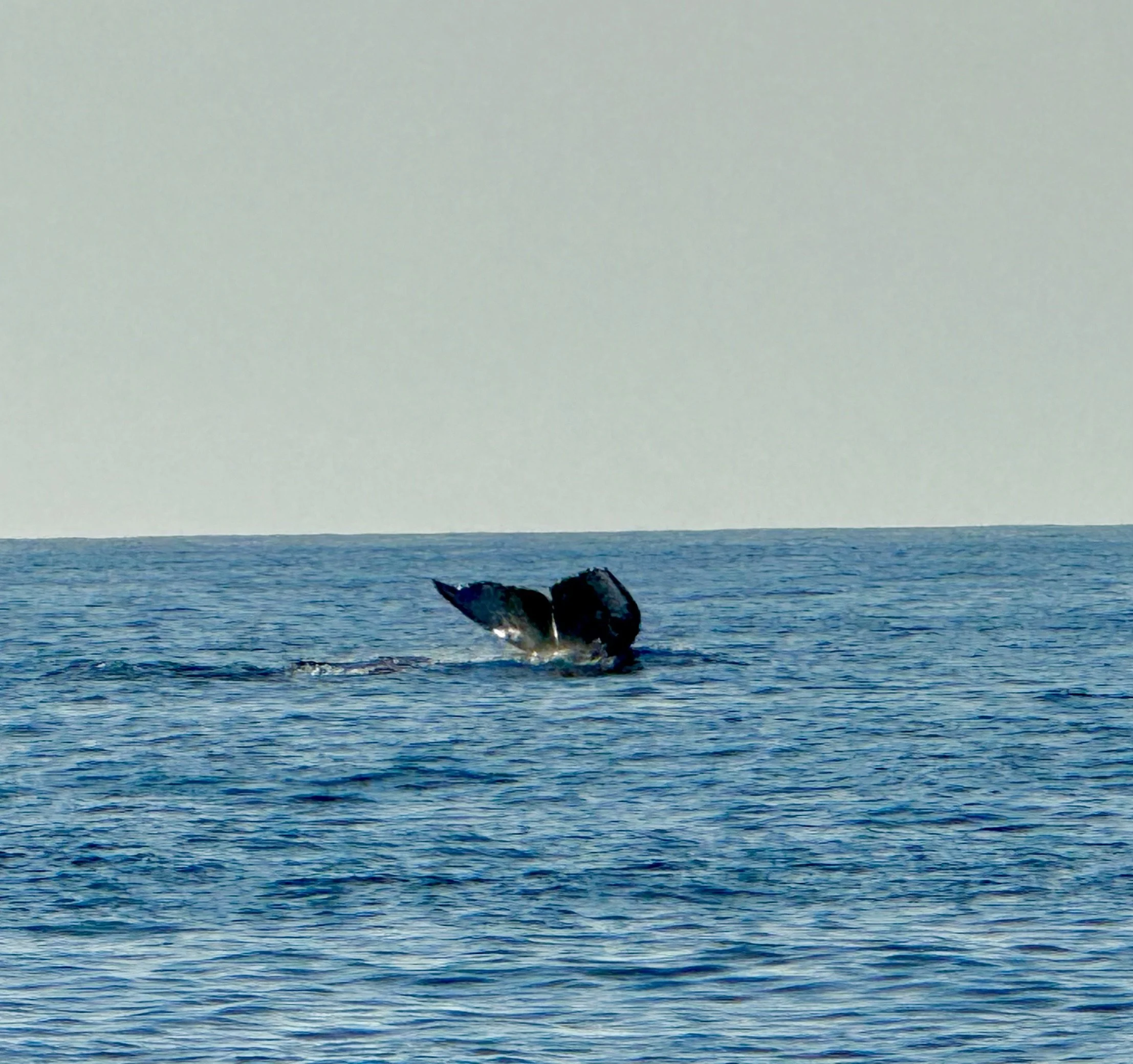 A whale spouting water from its blowhole in the ocean.