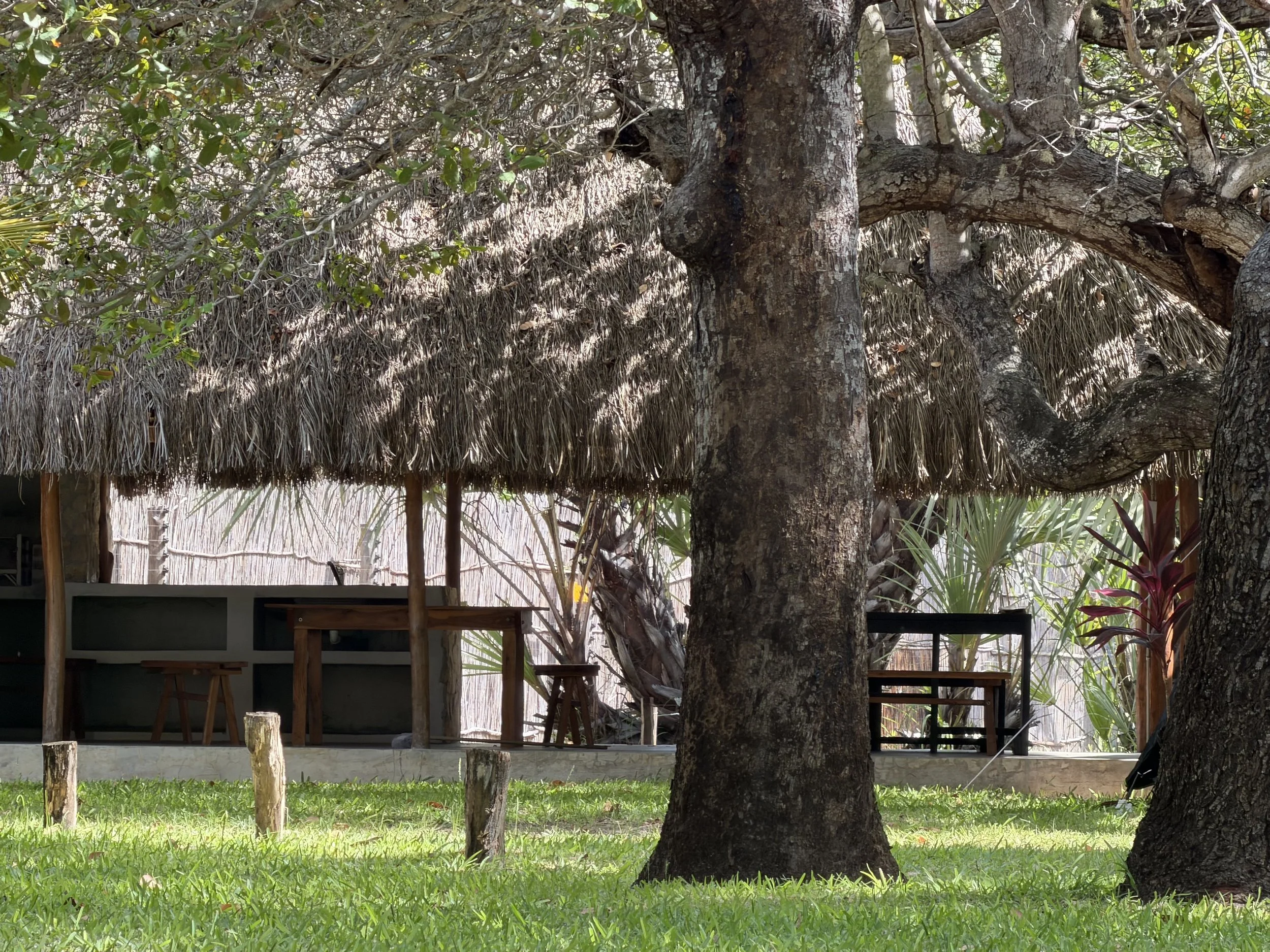 A close-up of a large tree with rough textured bark, surrounded by lush green grass and some small wooden posts. In the background, there is a thatched roof structure with supporting wooden poles and a few chairs underneath.