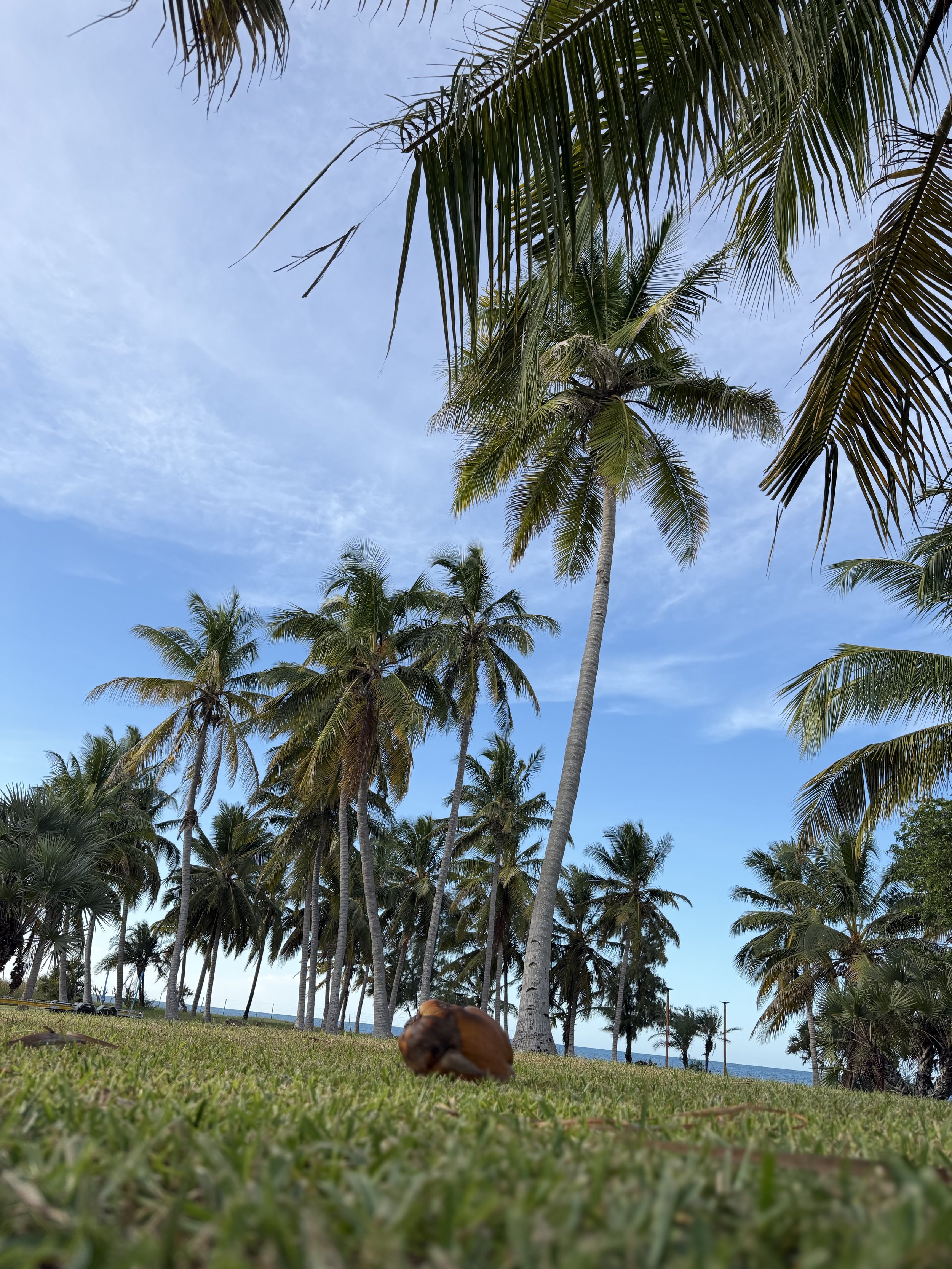 Low-angle view of palm trees under a blue sky with some clouds, with grass and a blurred object in the foreground.