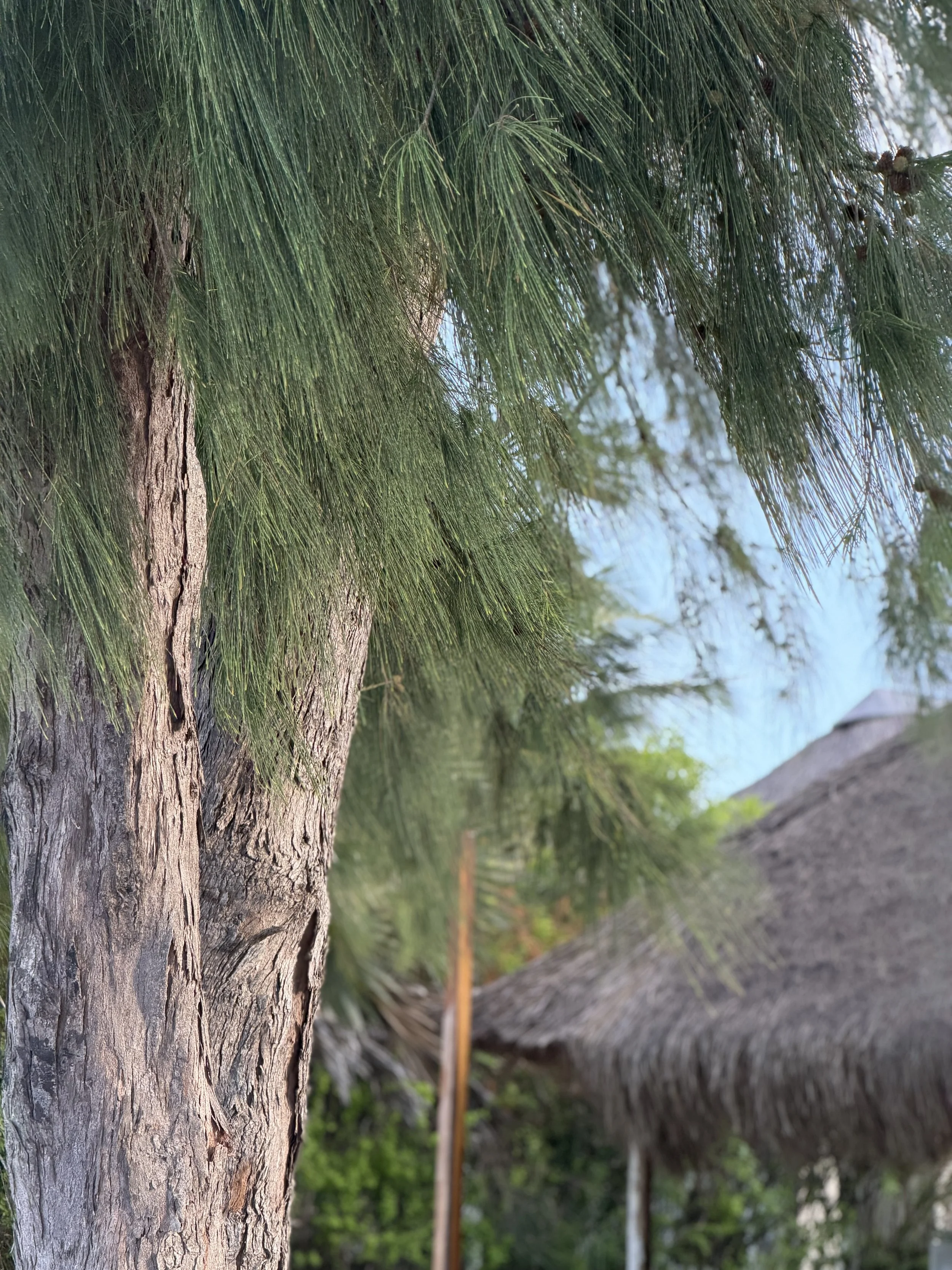 Close-up of a tree trunk with green pine needles overhead and blurred background of trees and a thatched roof.