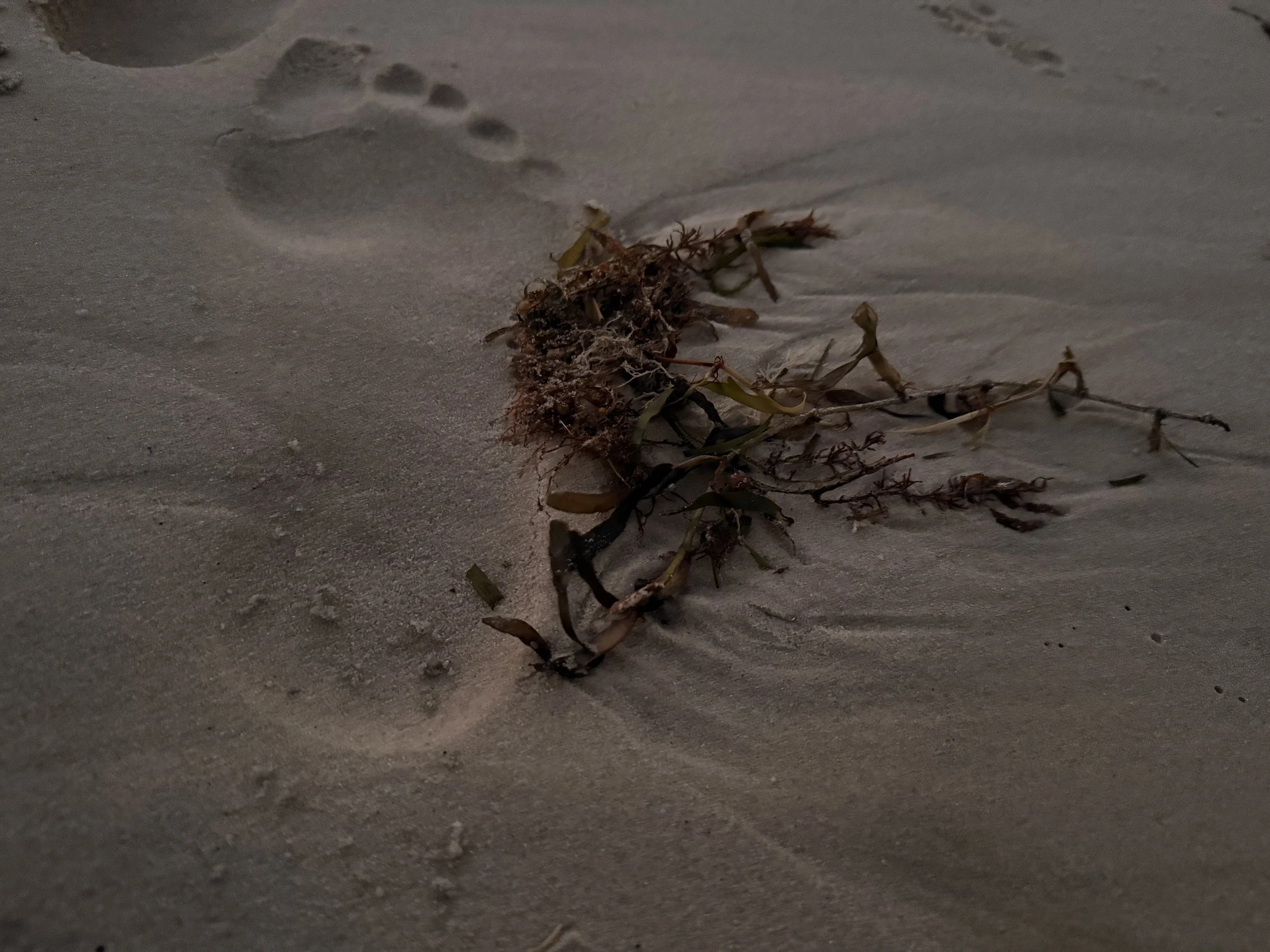 Footprints in the sand with scattered pieces of driftwood and dried seaweed.
