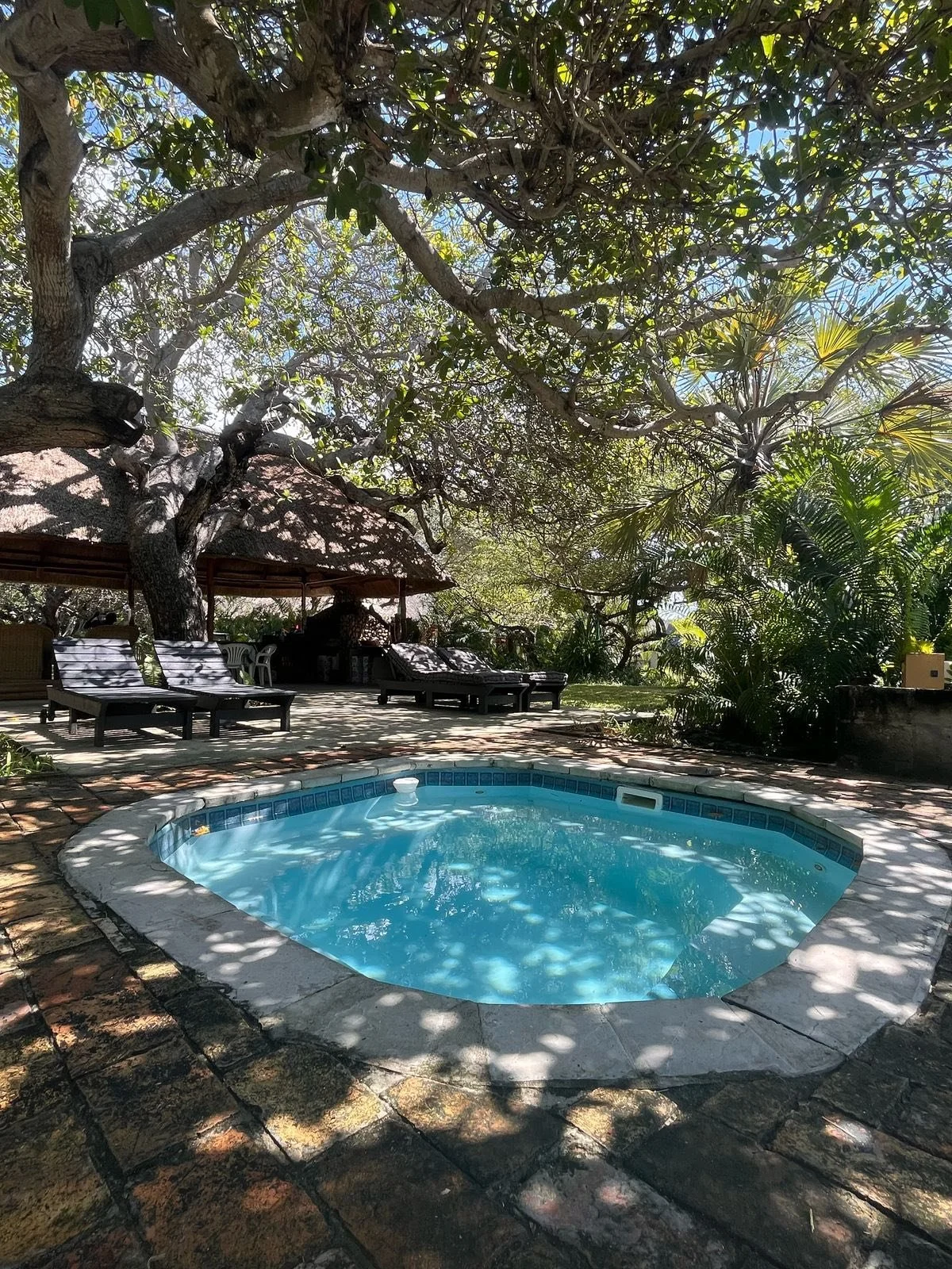 Small swimming pool surrounded by a lush tropical garden with large trees providing shade. Poolside lounge chairs and a shaded seating area with a thatched roof are visible in the background.