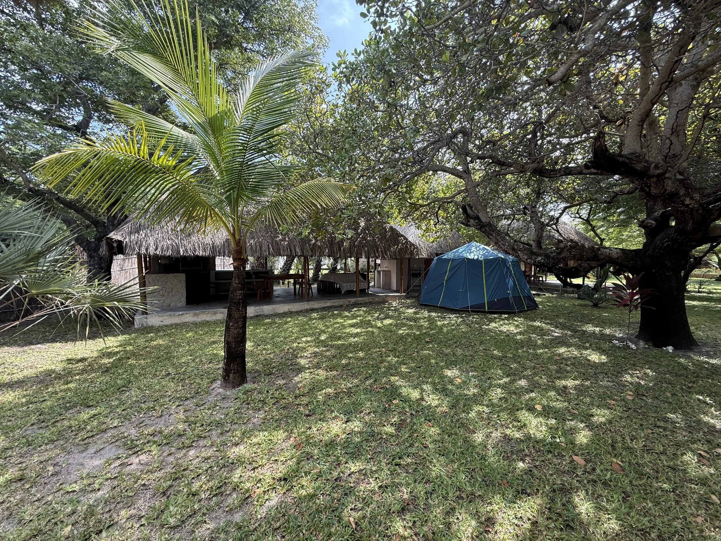 A tropical outdoor scene with a thatched roof cabana, palm trees, large branches and leaves, a blue camping tent, and chairs on grassy ground.