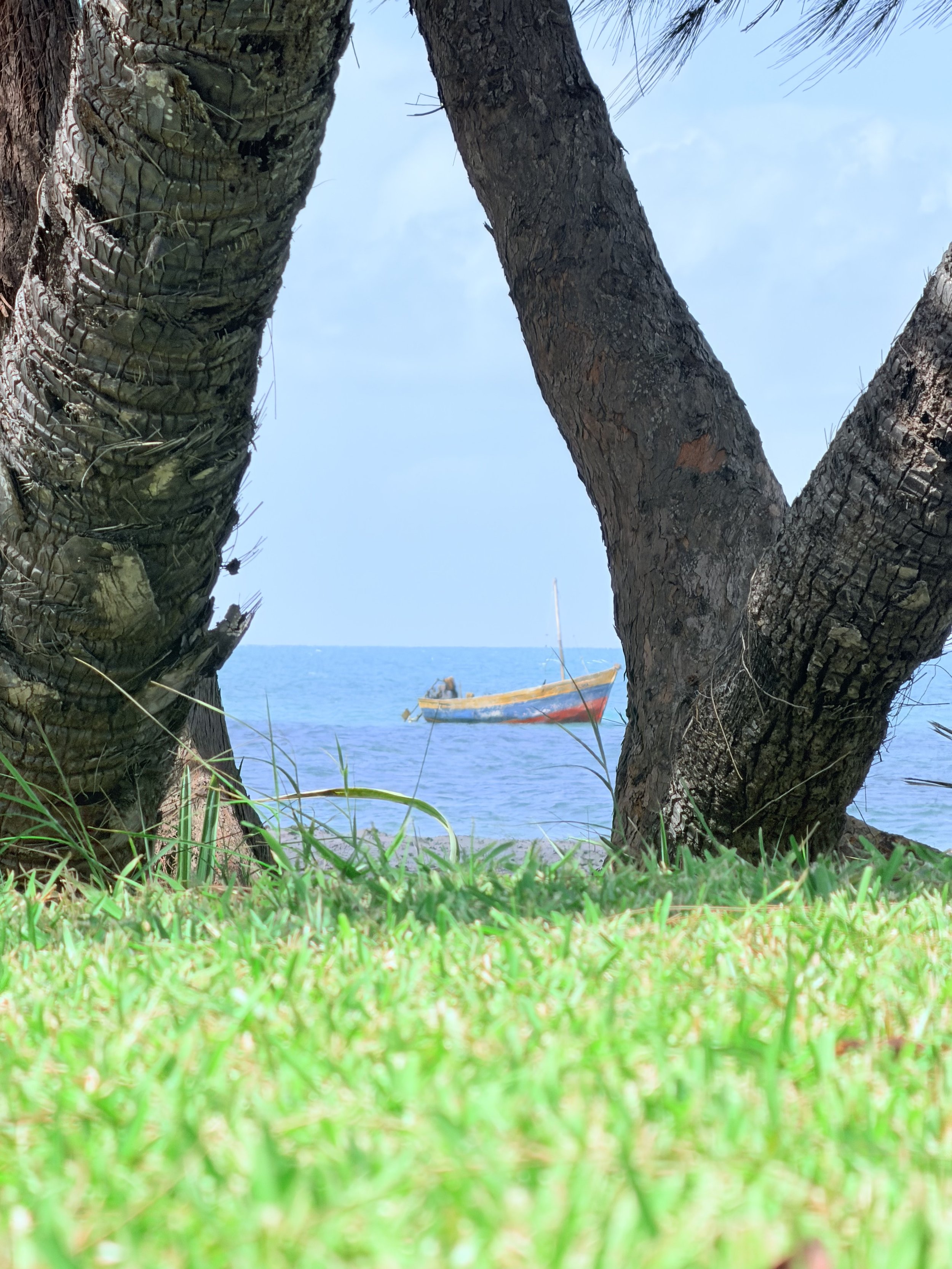View of a boat floating on the water seen through the gaps between two trees with textured bark, while green grass is in the foreground.