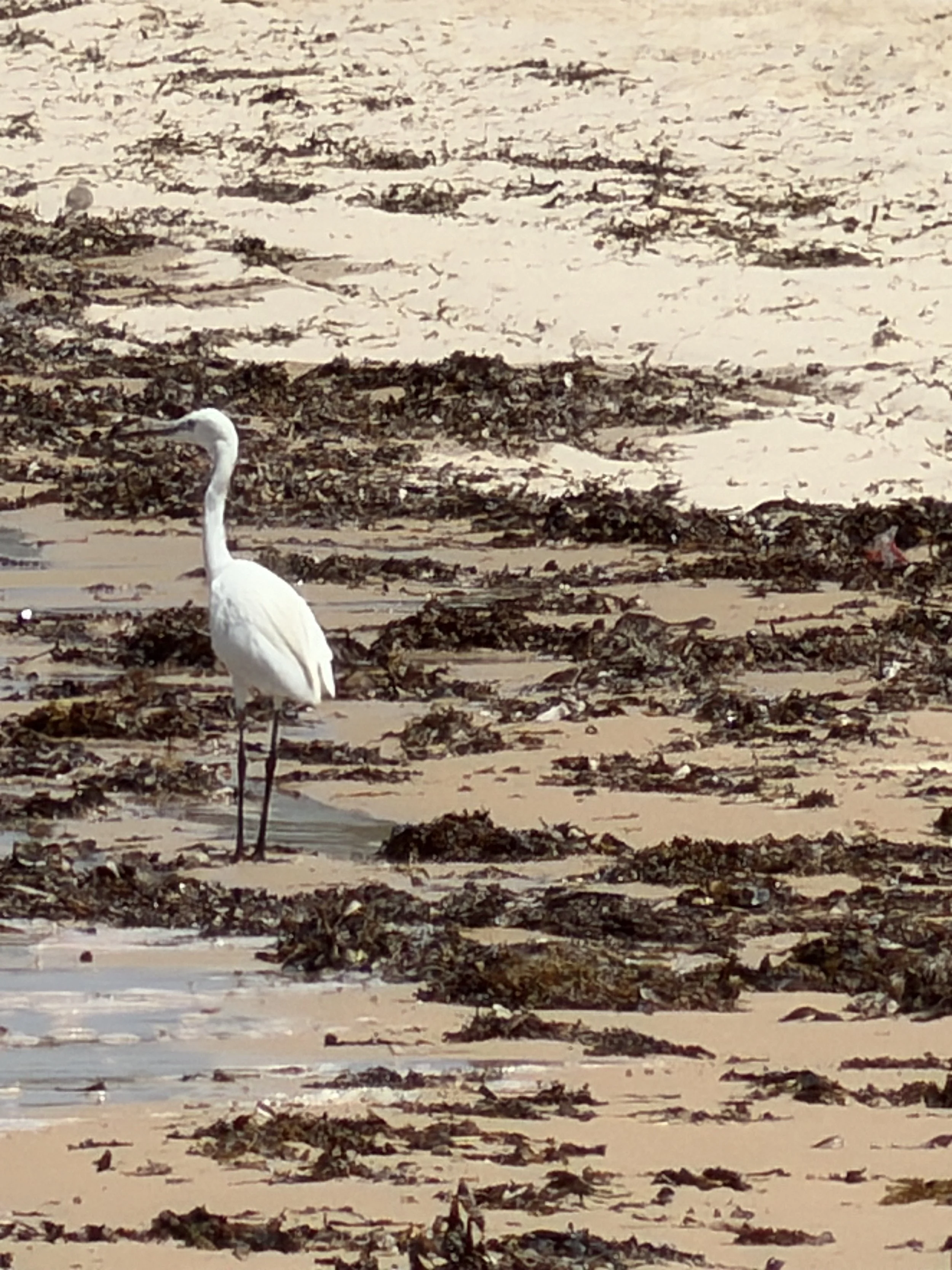 A white heron standing on the sandy shore with dry seaweed and debris, with a background of wet sand and patches of seaweed.