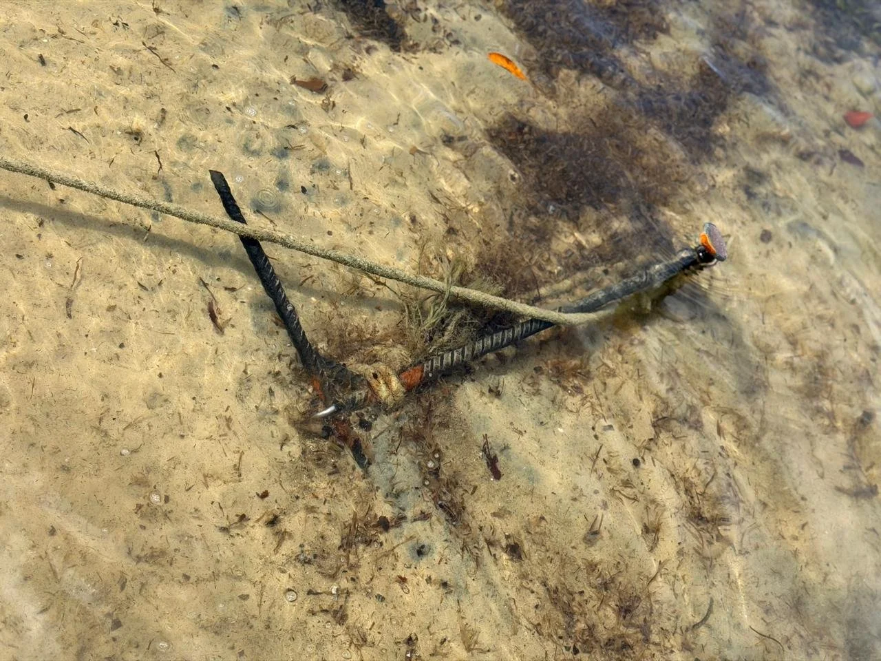 A close-up of a dragonfly with black and orange markings on a sandy, muddy surface near water.