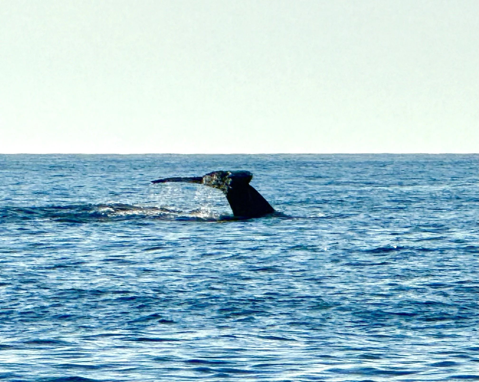 A whale's tail emerging from the ocean, with the horizon in the background.