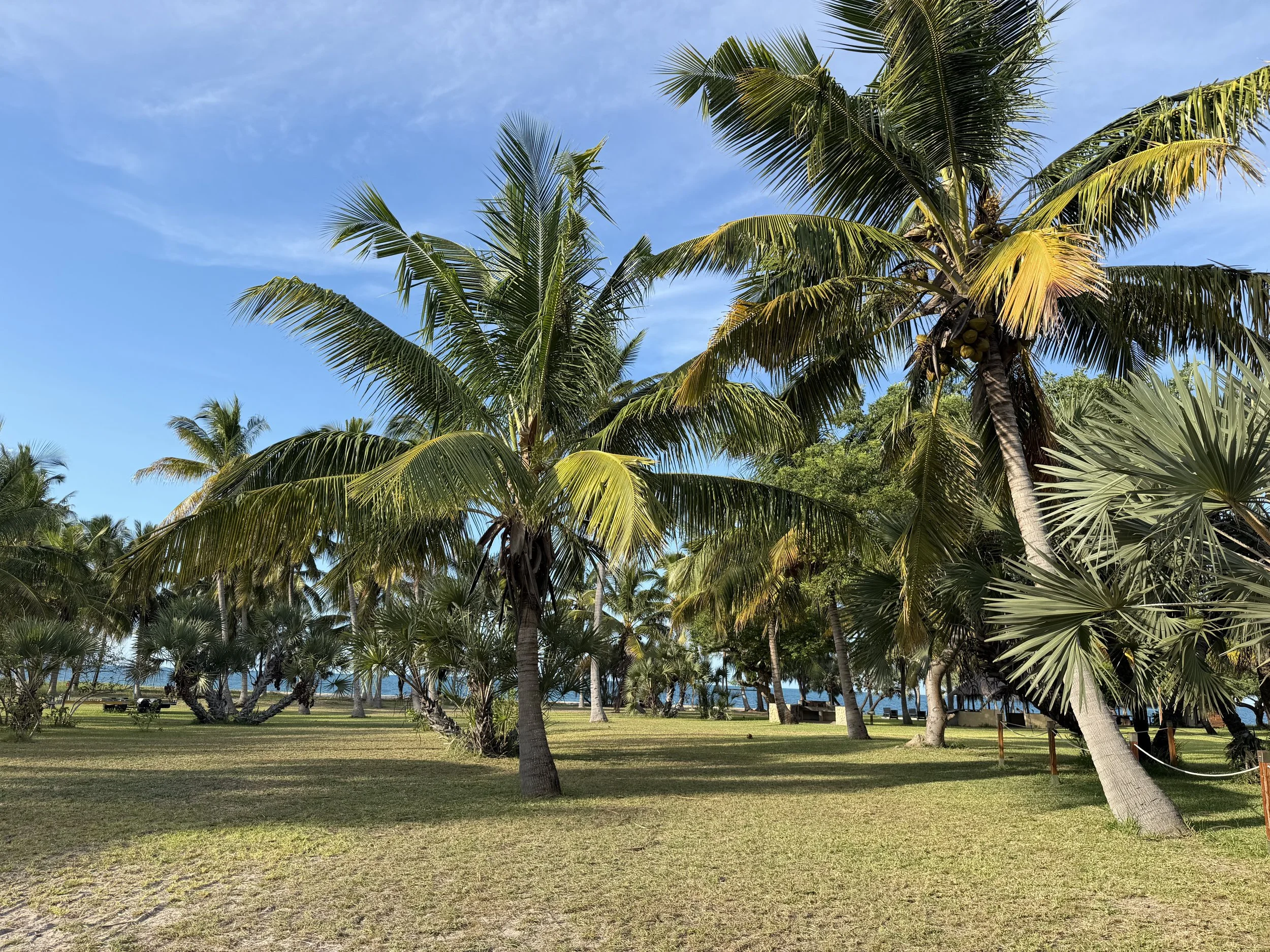 A park with tall palm trees, a grassy area, and a walking path under a blue sky with some clouds.