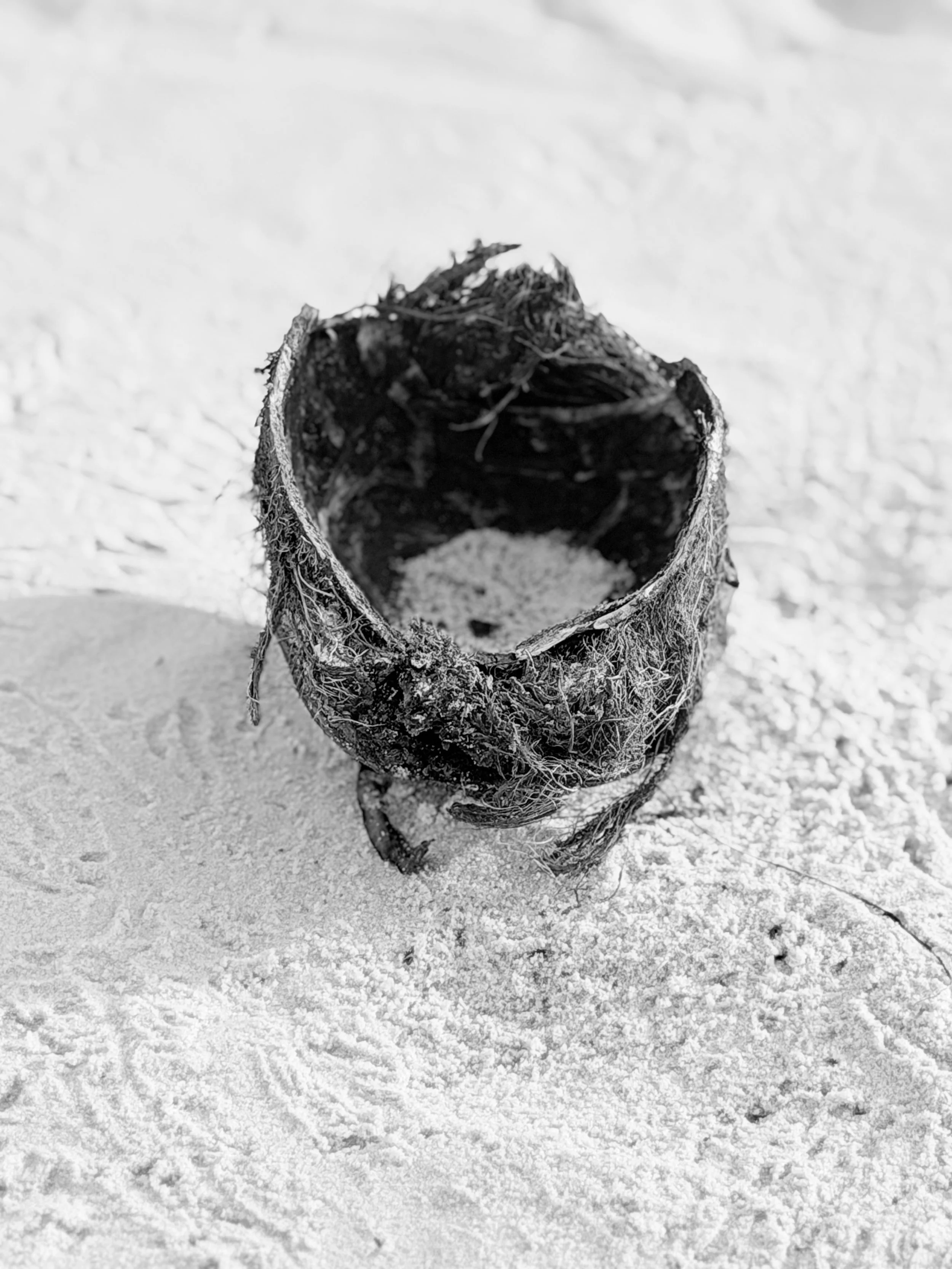 Close-up of a hollow, weathered tree branch on snow, seen from above, in black and white.