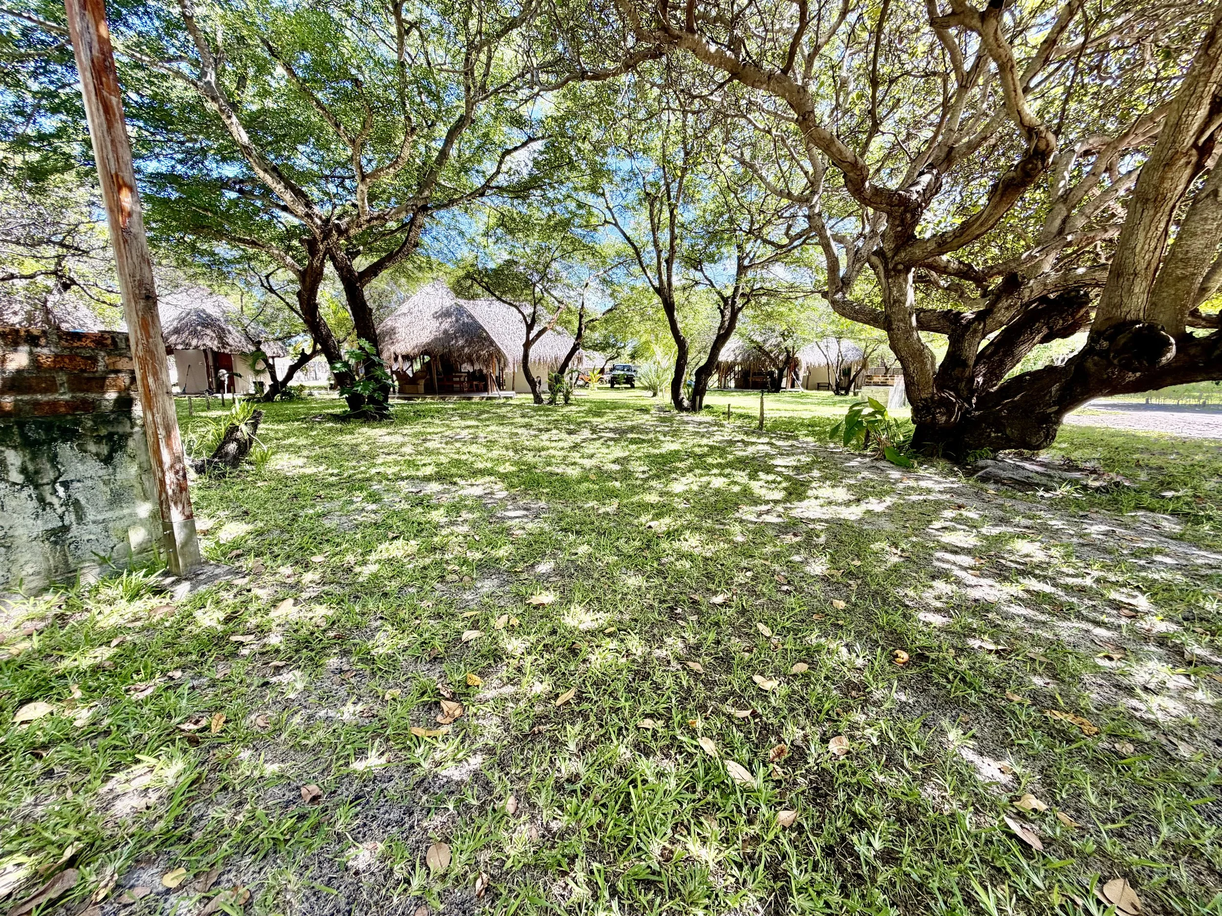 Tropical resort scene with thatched-roof huts, large trees with twisting branches, green grass, and a blue sky with scattered clouds.