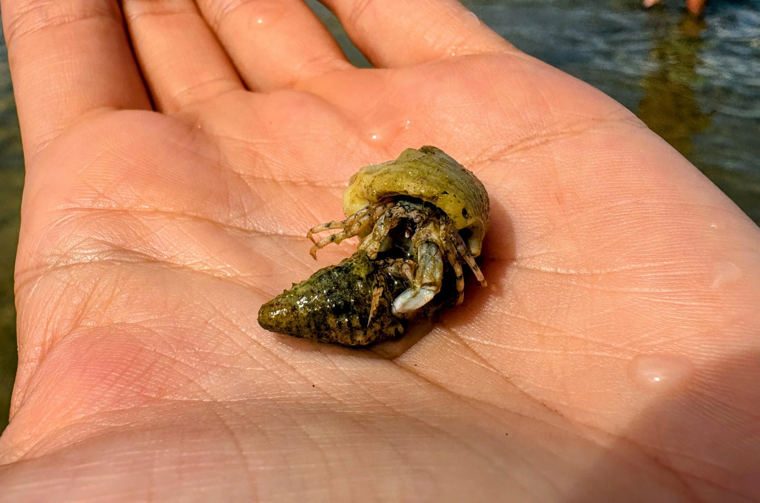 A person holding a crab shell with a small crab inside over water.