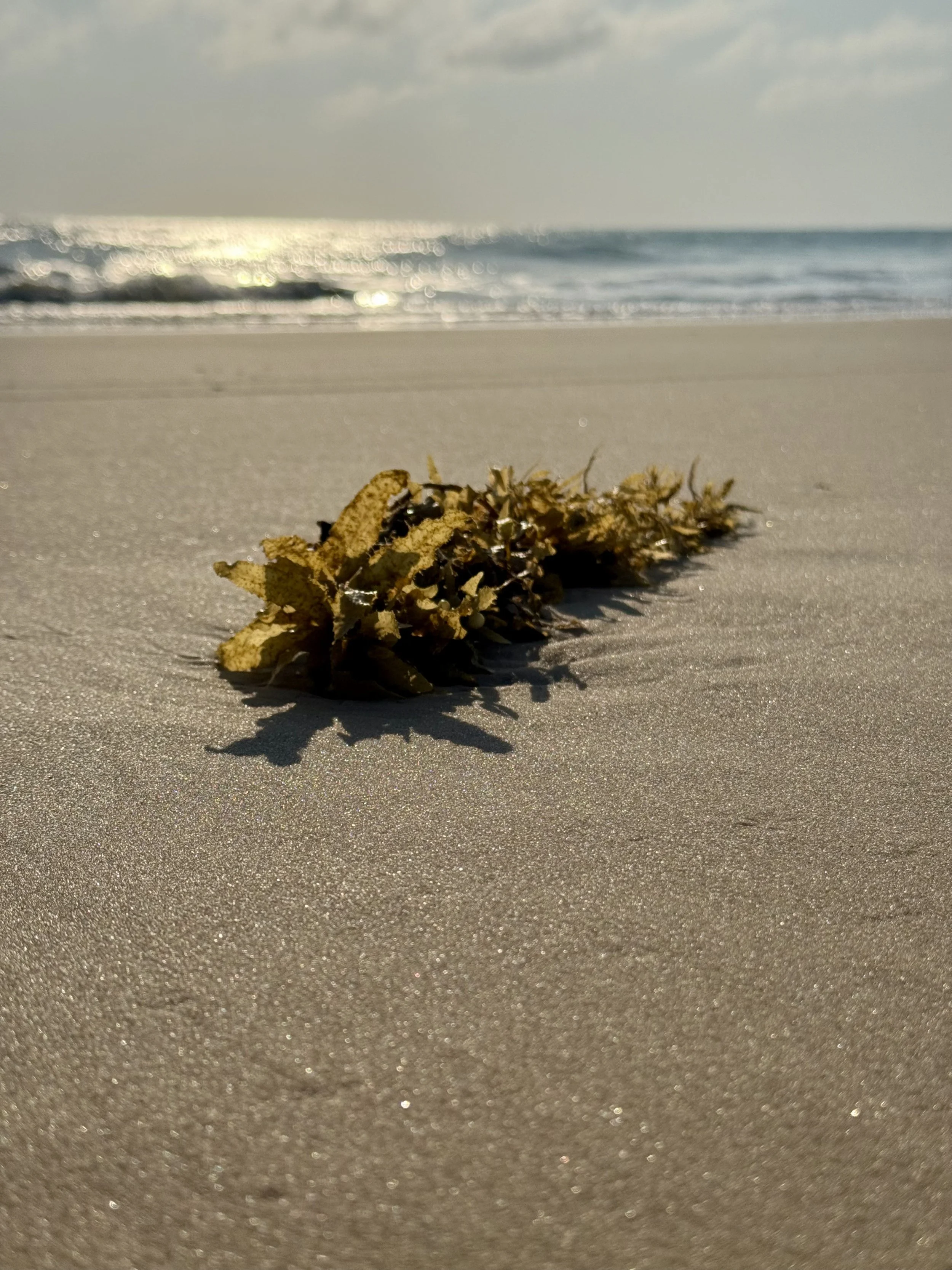 A close-up of a piece of seaweed on a sandy beach with the ocean and cloudy sky in the background.