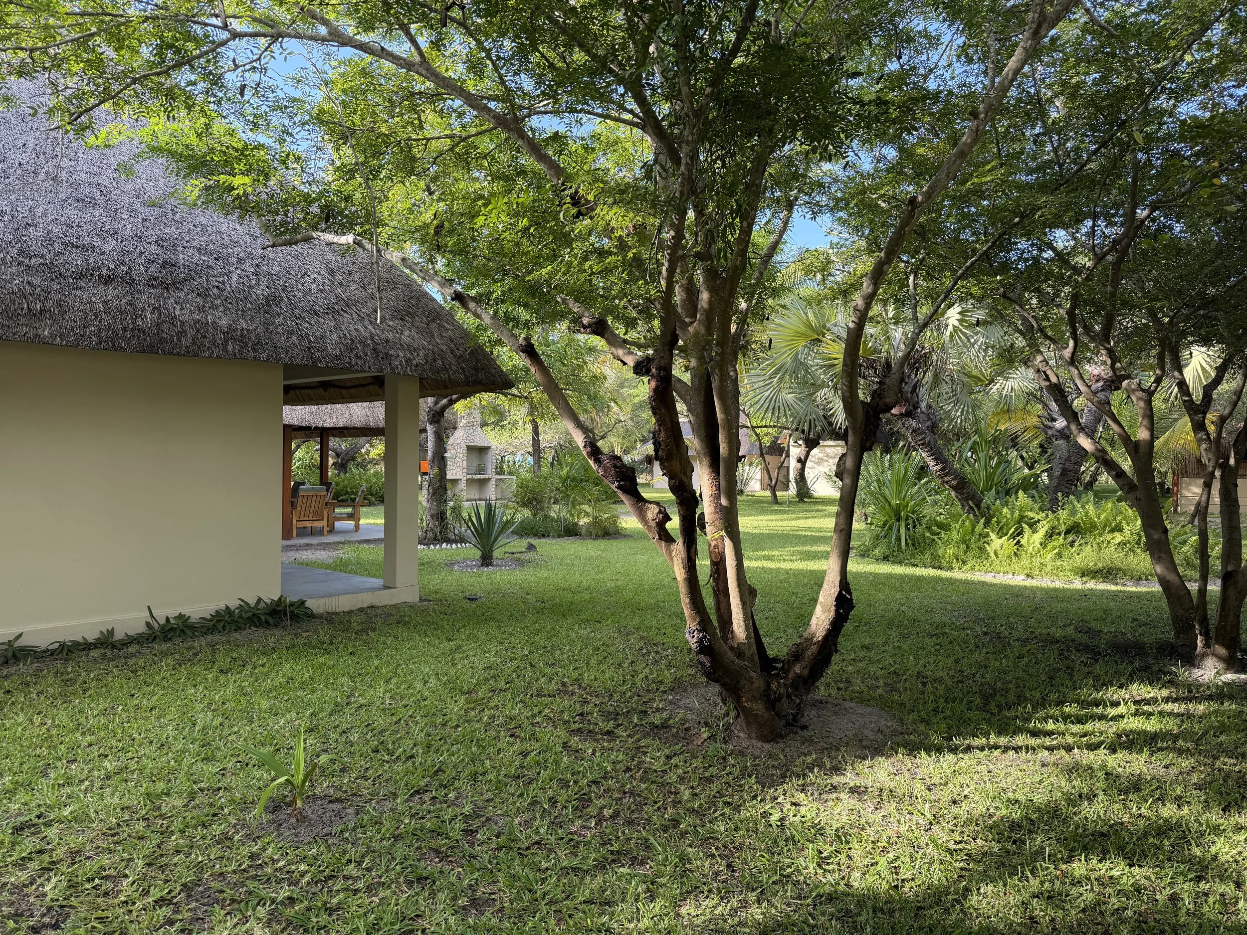 A backyard garden with a variety of trees, including some with large fan-shaped leaves, and a small patch of lawn. A house with a thatched roof and patio furniture is visible on the left. Clear blue sky and lush greenery are in the background.