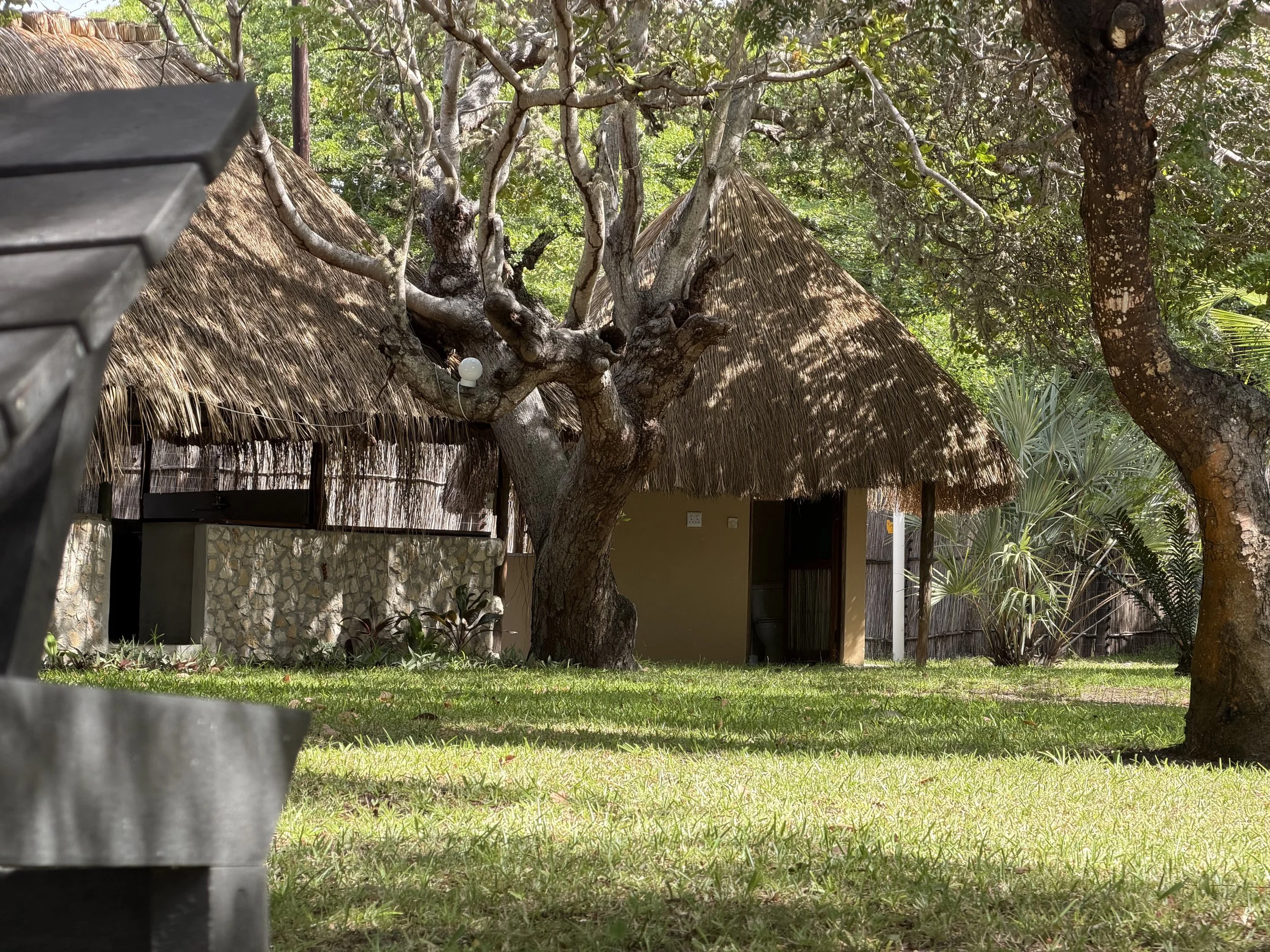 A thatched-roof hut in a lush tropical garden with trees and plants, seen from the ground, with part of a metallic object in the foreground on the left.