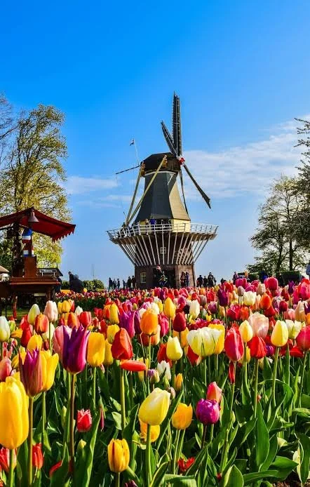 Tulip Fields Wax Melts