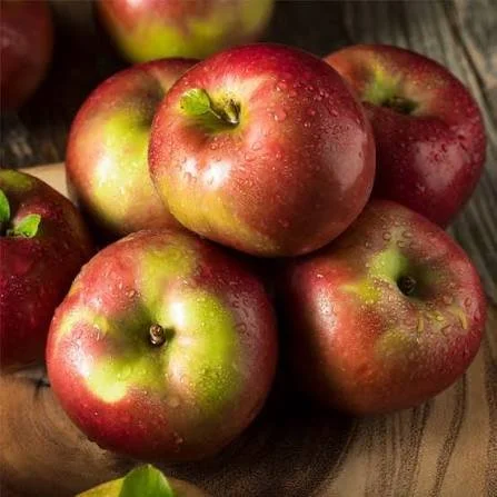 apple picking.jpg