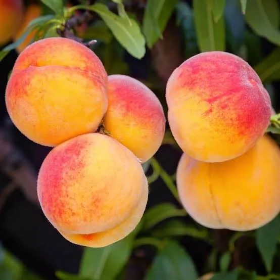 Georgia Peach Wax Melts