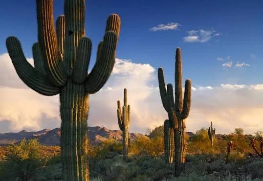 Arizona Vaca Car Diffusers