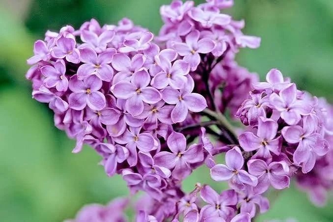 Lilac Soy Candles
