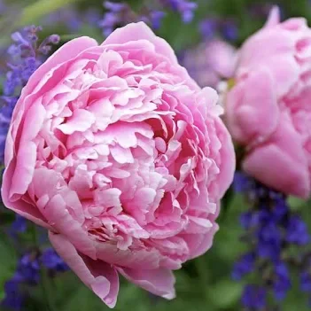 Peony Dusk Soy Candles