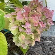 Pink Vanilla Linen Spray