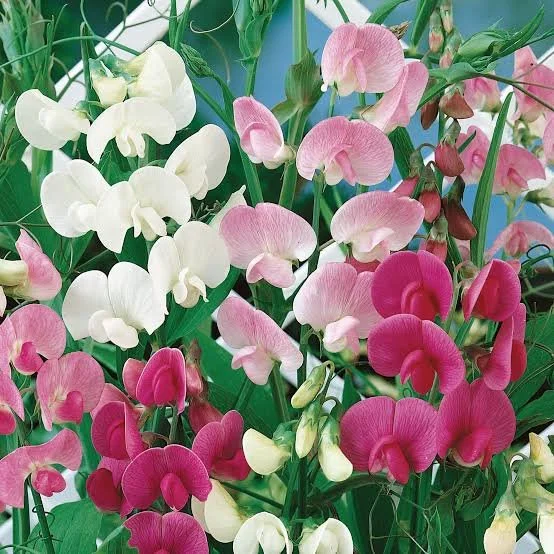 Sweet Pea Wax Melts