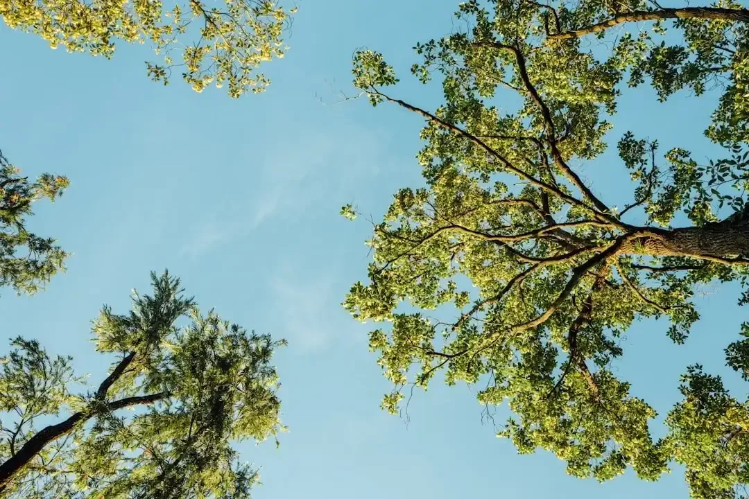 Looking up at the sky through green tree leaves on a clear day