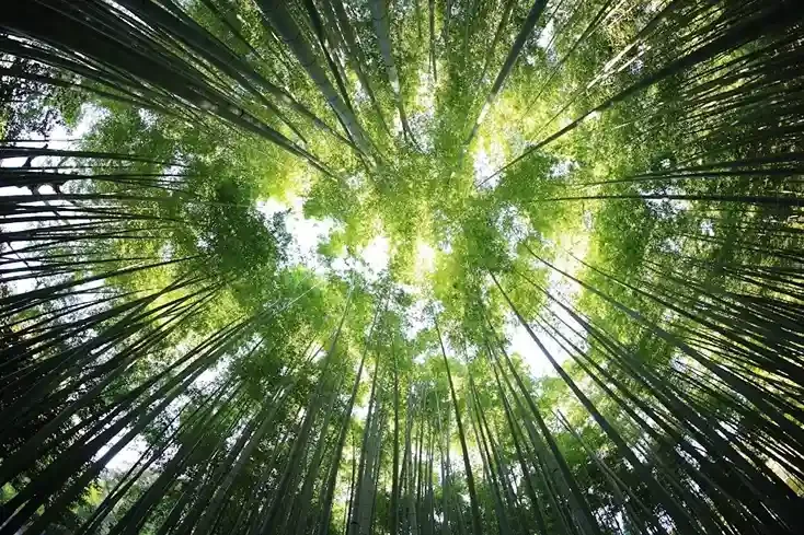 Looking up at a tall bamboo forest with sunlight filtering through the green leaves.