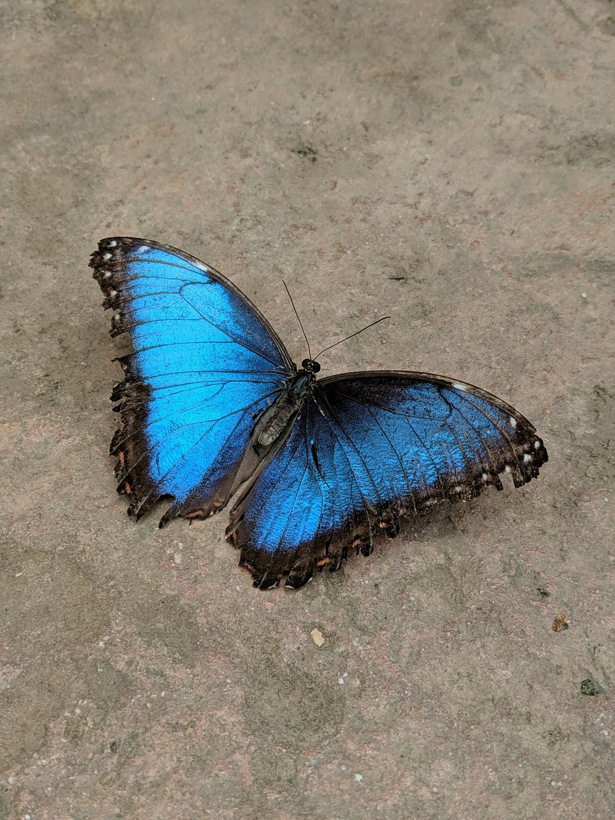 A blue butterfly with black edges resting on a textured ground surface.