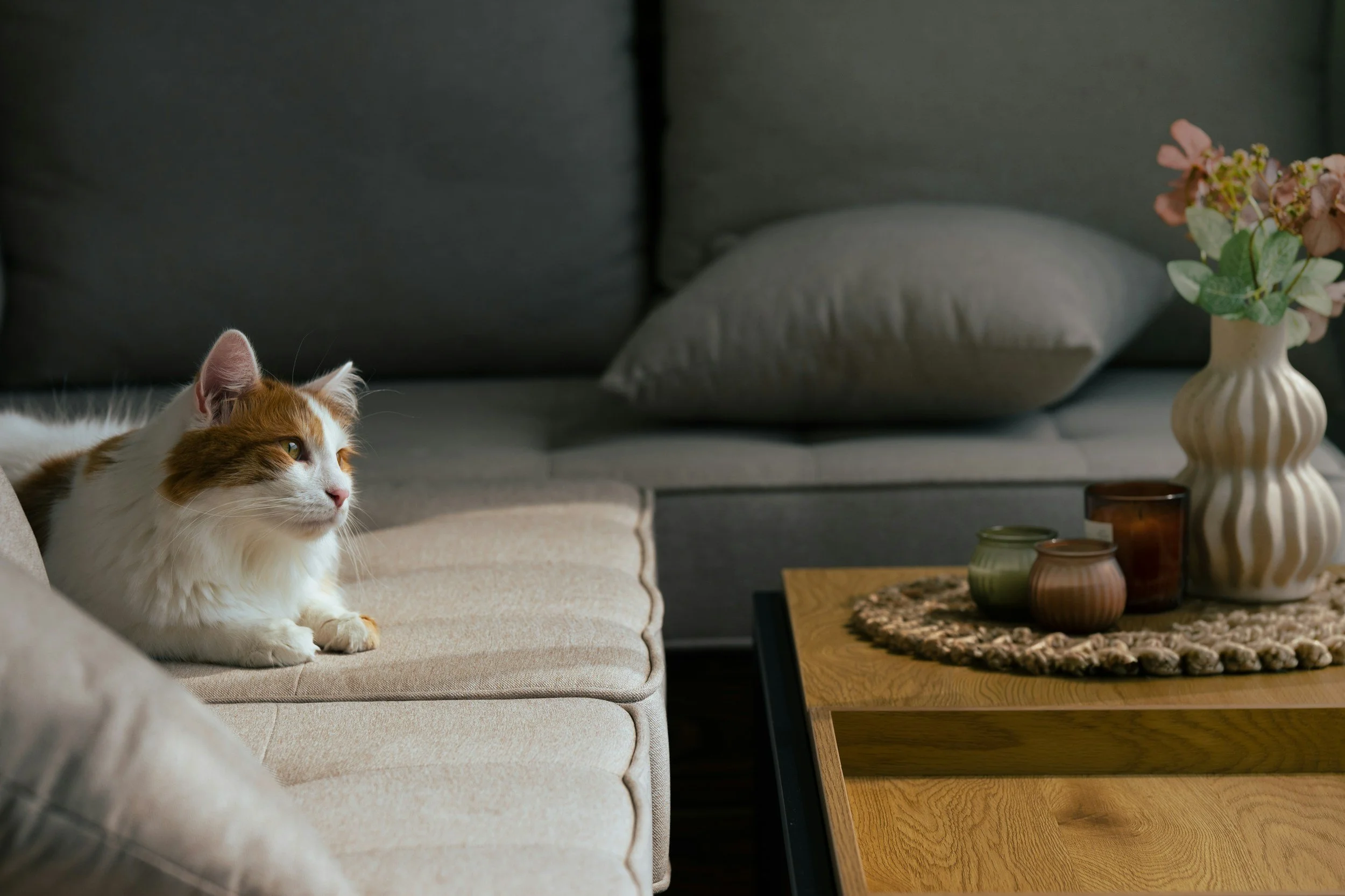 A white and orange long-haired cat lying on a beige sofa, looking off to the left. There is a wooden coffee table with a woven mat, colorful candles, and a vase with pink flowers in the background.