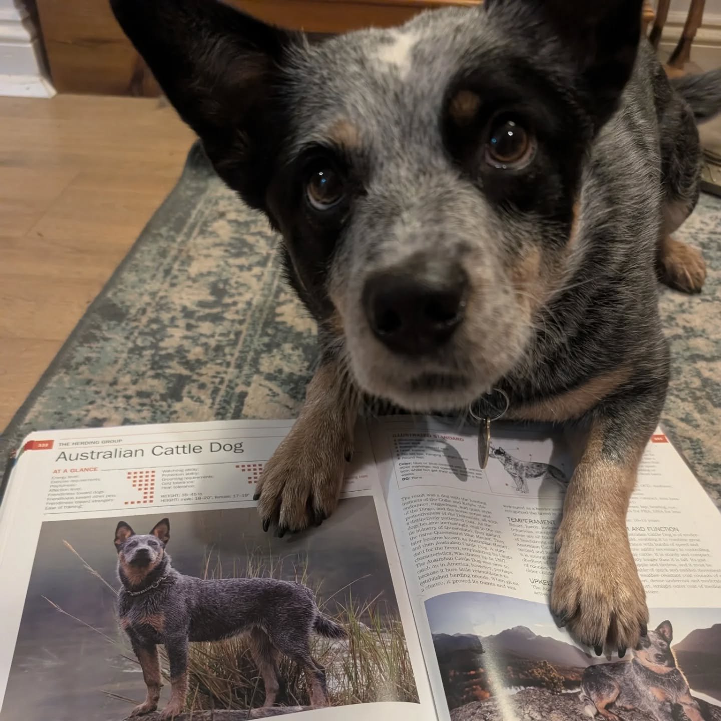 Not sure how I got so lucky to have 3 Shepards in one day and 2 dogs named Loki and Fergus in 24hrs!
 (plus guest starring Roo the sweet baby princess)

lots of different needs from puppy foundations to adolescent struggles and reactivity but all are
