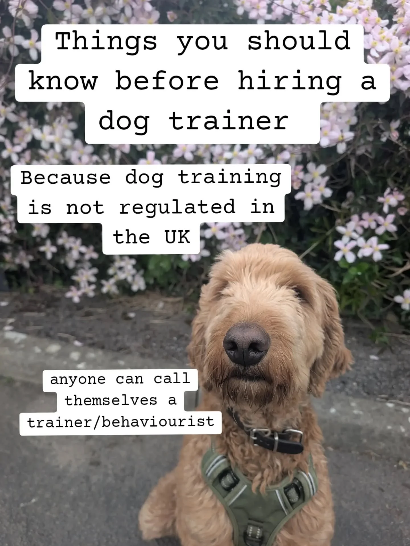 It is so important to pick the right trainer! otherwise you can risk your safety, the dogs wellbeing and exasperating the issue!!
Dog training in the UK is not regulated but if you check local directories for associations like the IMDT and ABTC then 