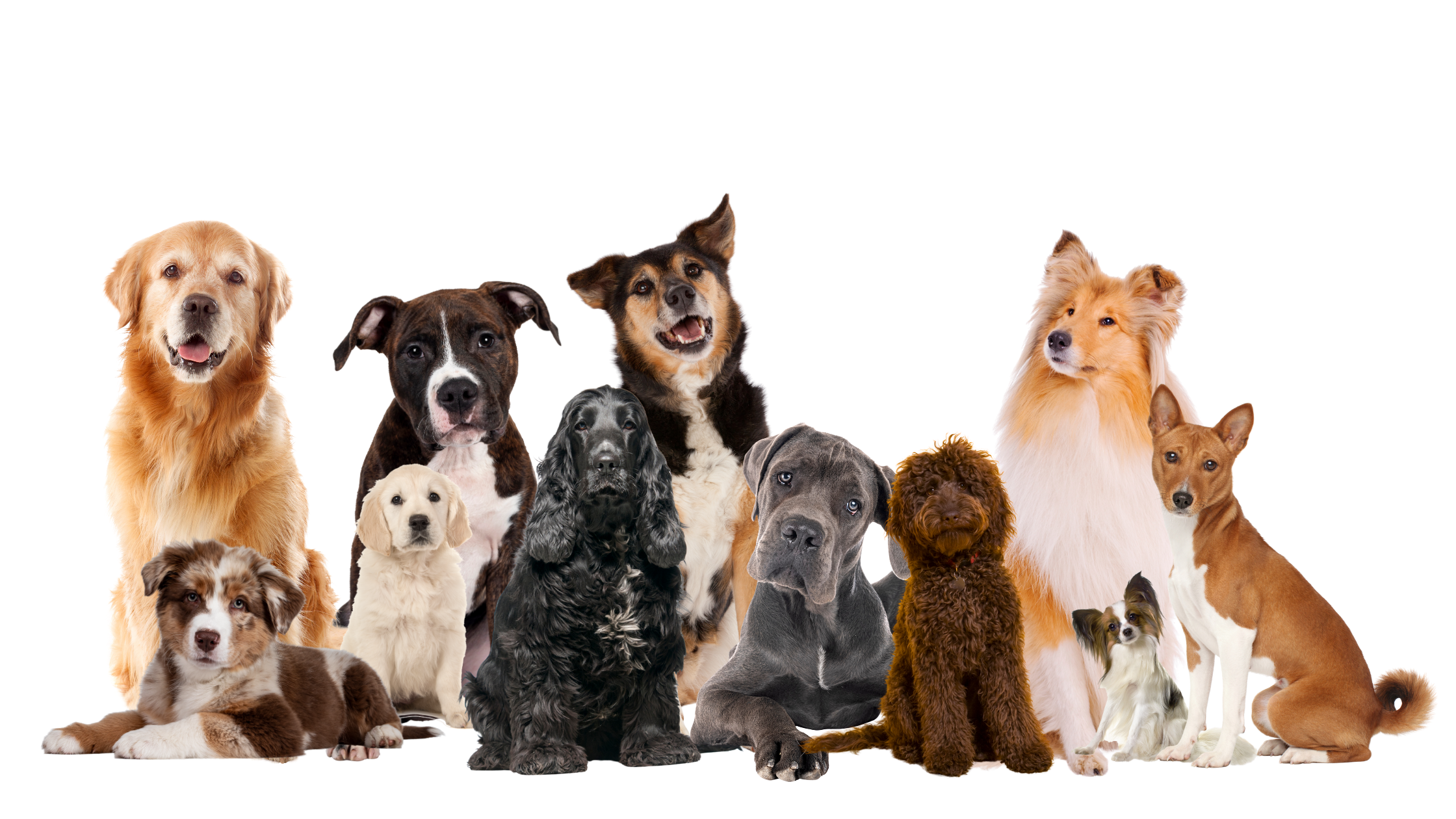 A group of twelve dogs of various breeds and sizes sitting and lying down on a transparent background.