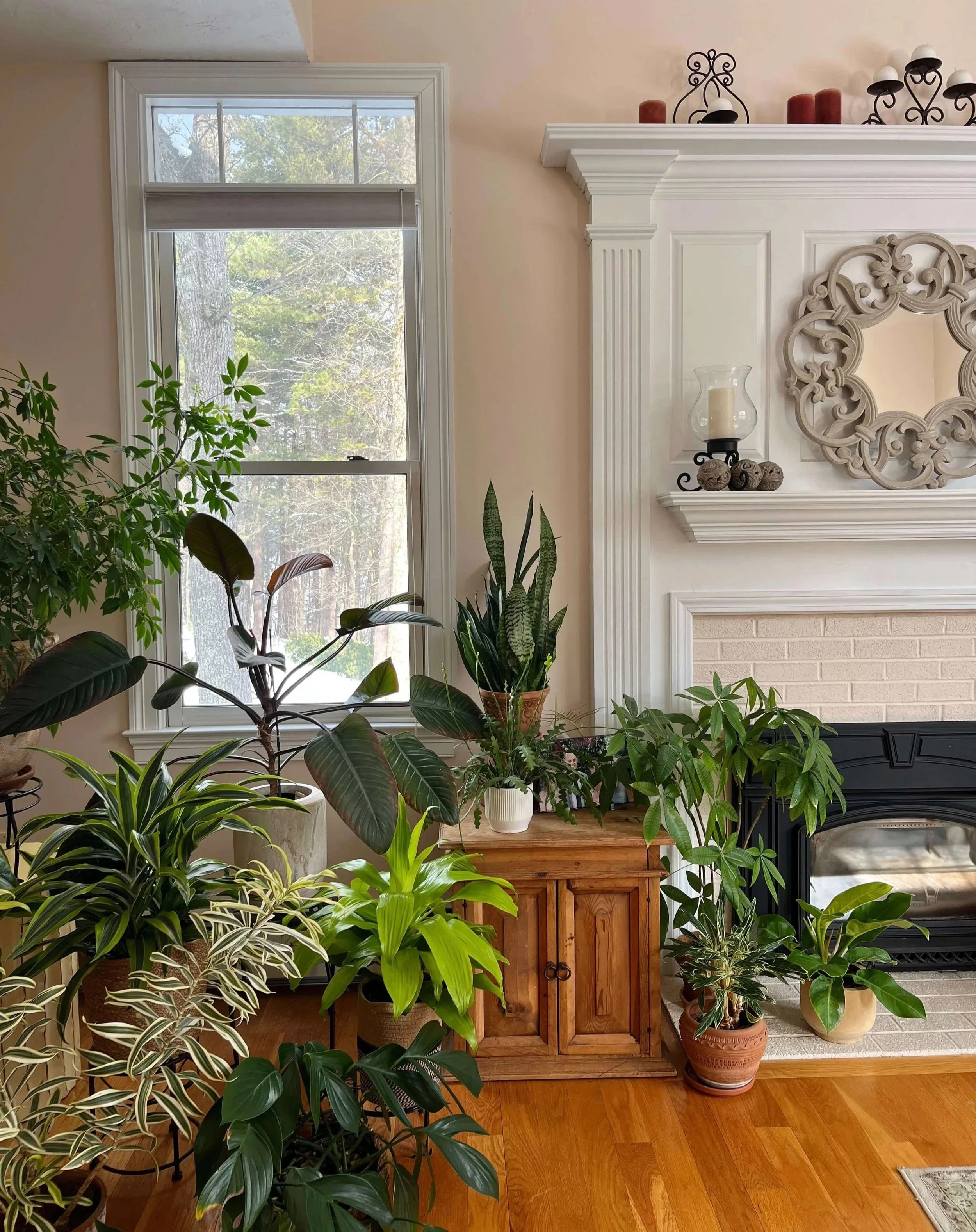 plant collection in a living room
