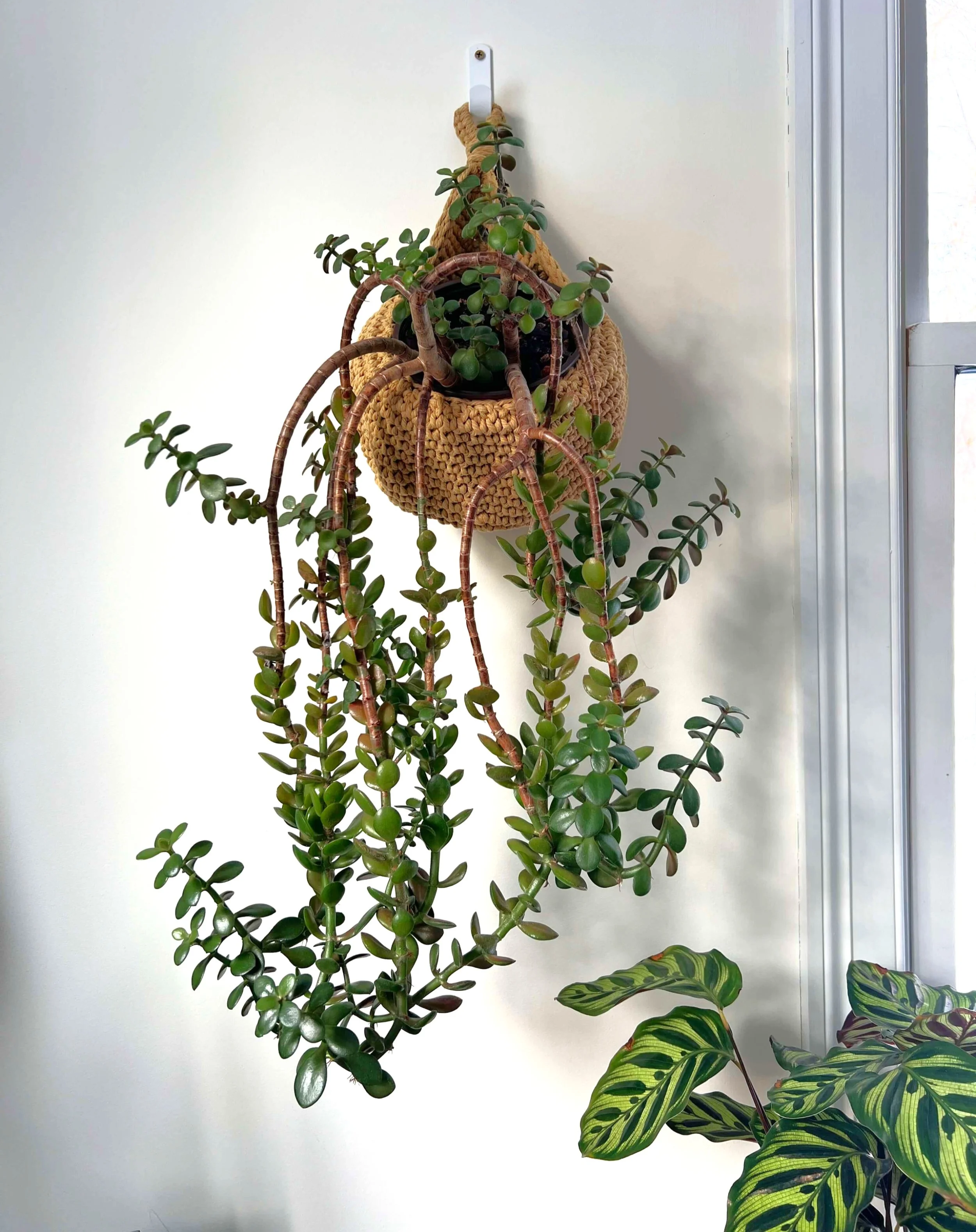 succulent in hanging basket