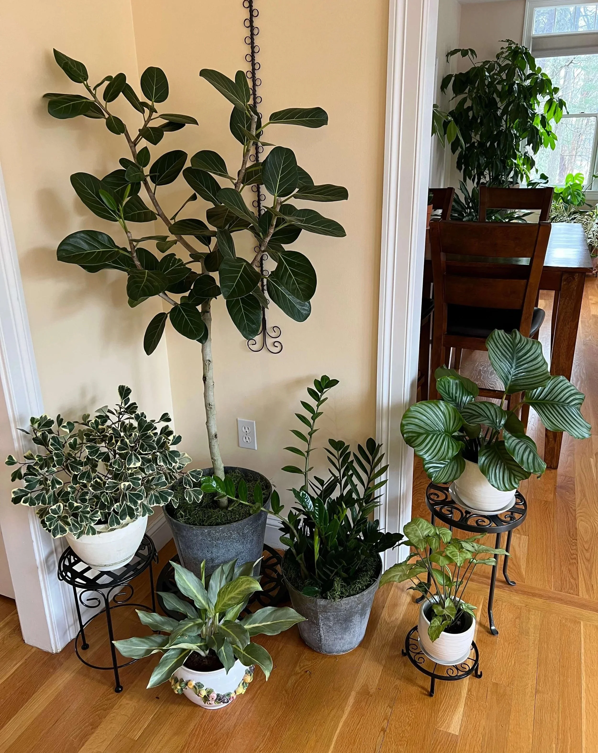 biophilic interior design with houseplants