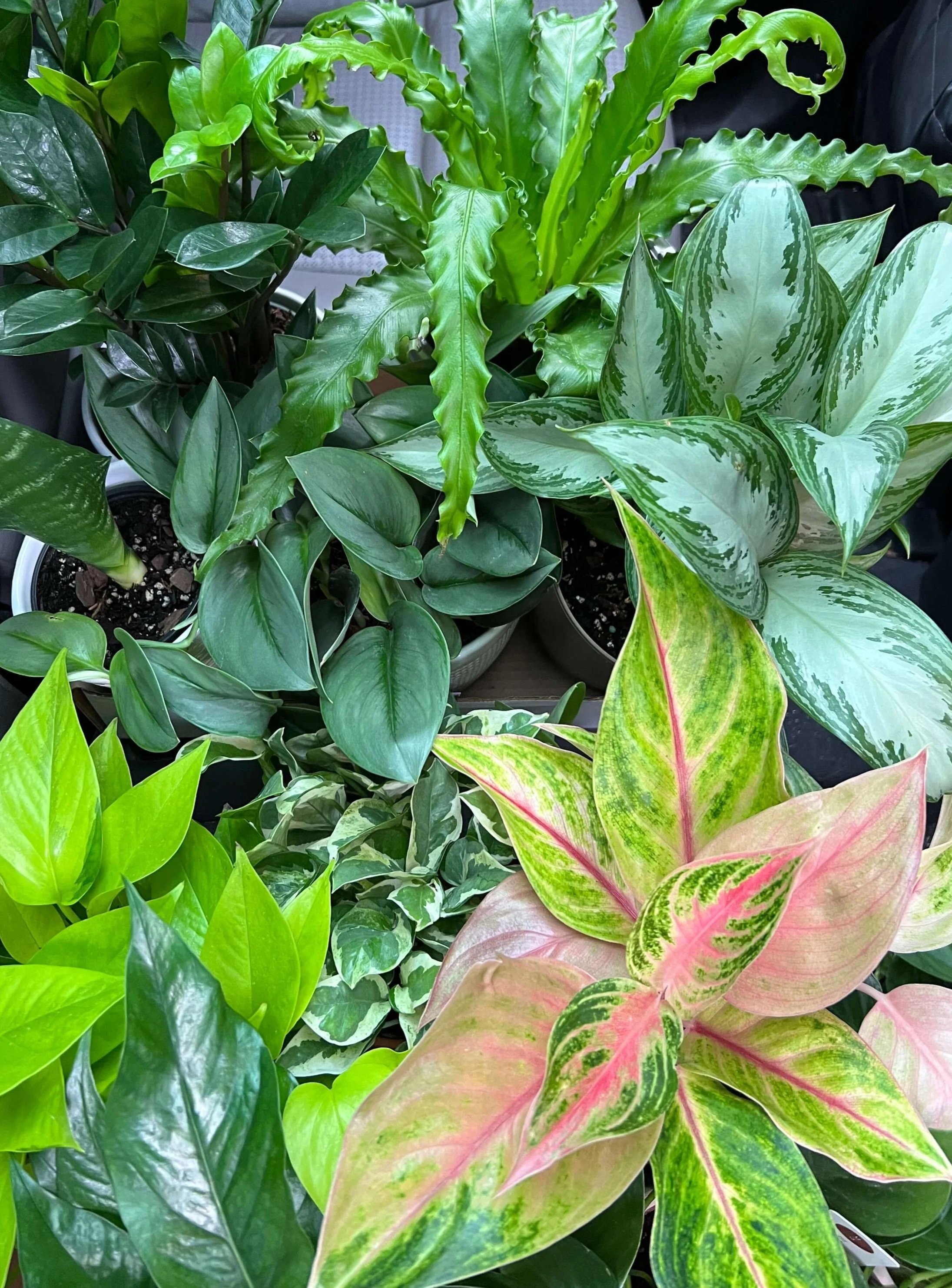 low-light foliage mix with bird nest fern, aglaonema, pothos, and philodendron
