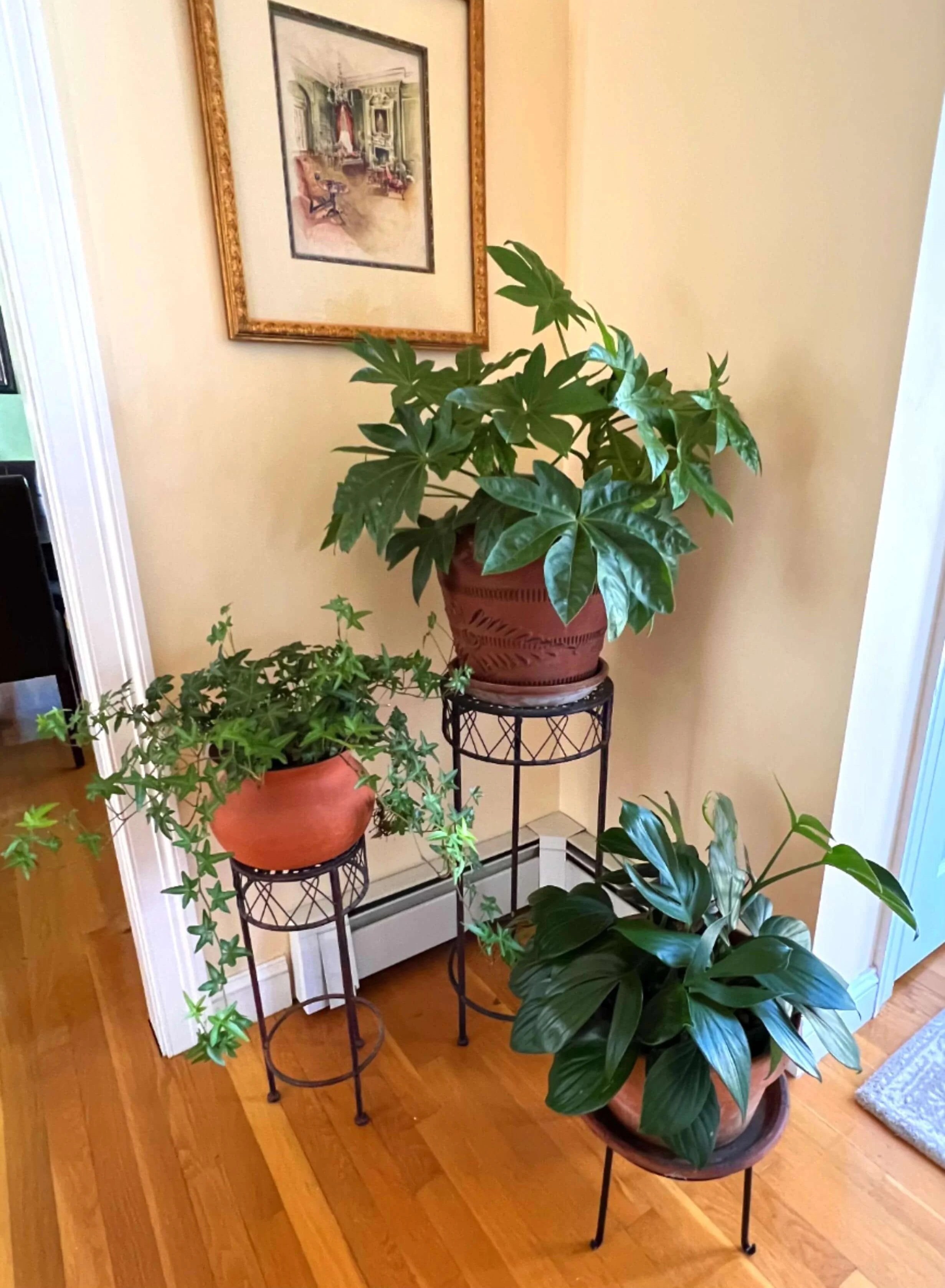 entry foyer plant combination of English Ivy, fatsia, and rhaphidophora