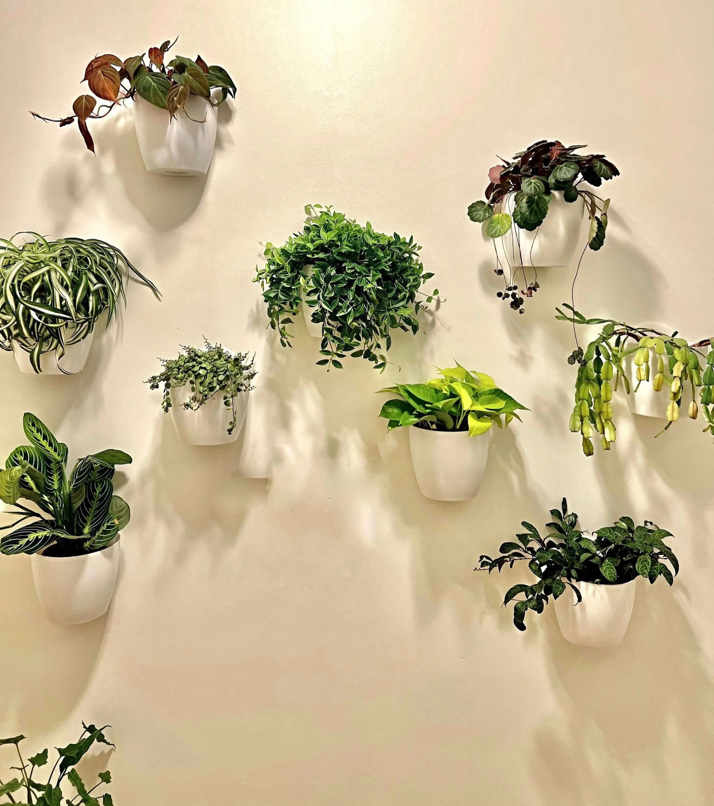 interior plant wall with philodendron, prayer plant, lipstick plant, peperomia, Christmas cactus, string of turtles, spider plant, strawberry begonia