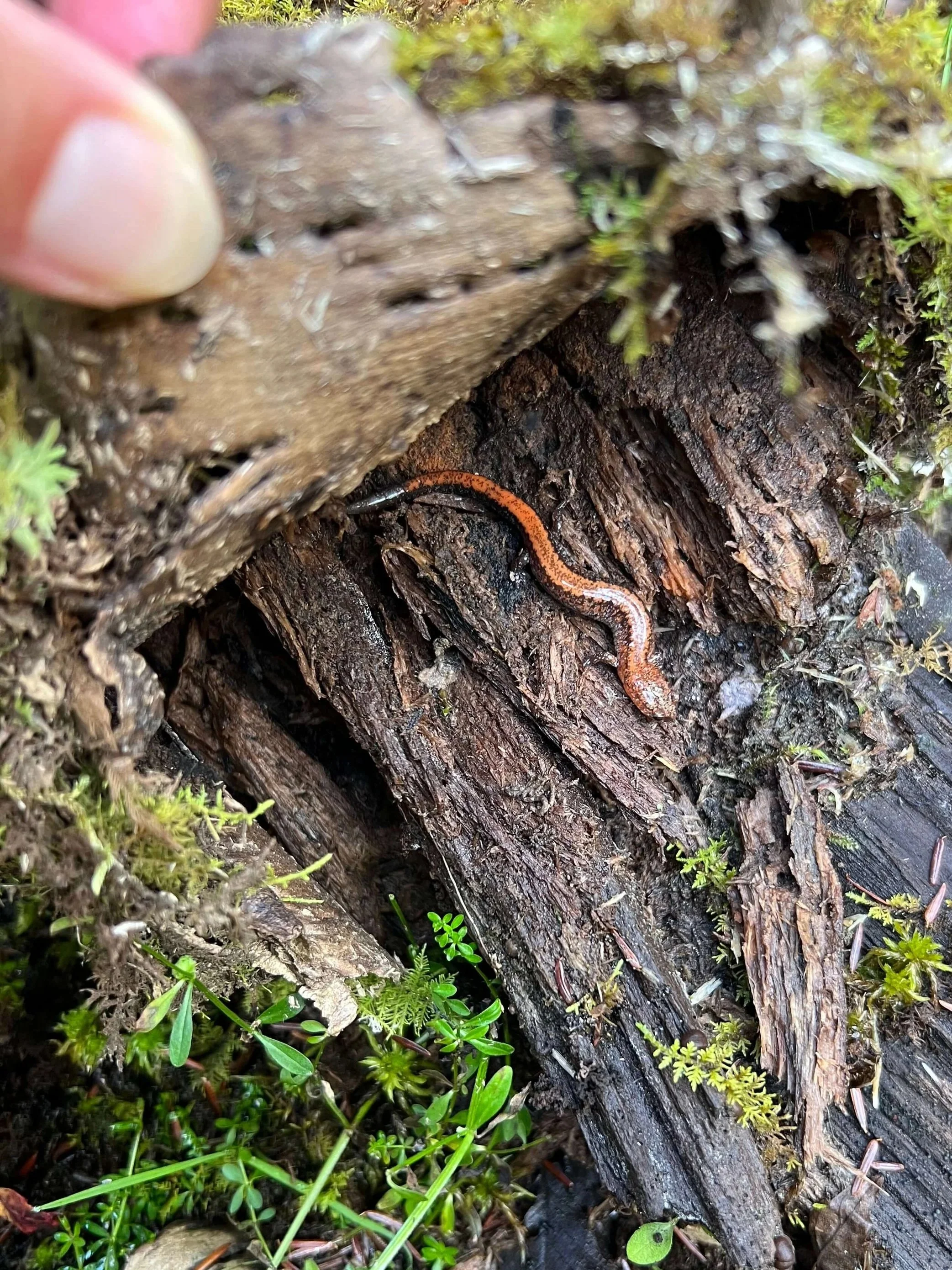 salamander in massachusetts