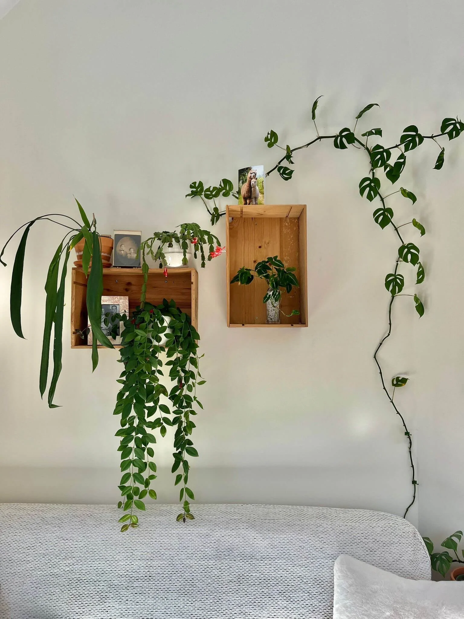wood wine crates as plant shelves