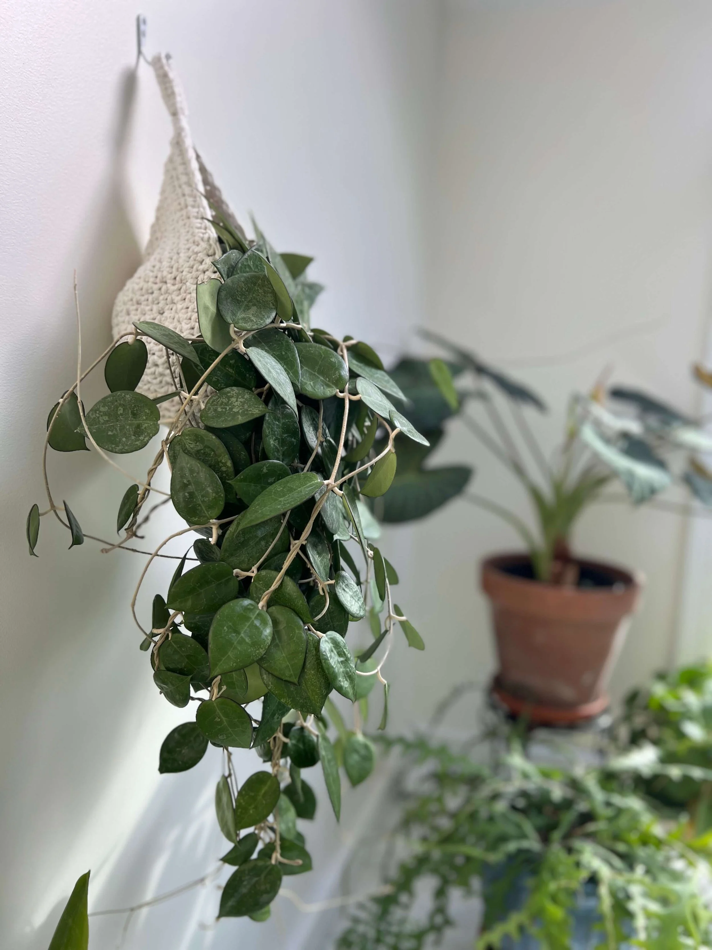 styling plants indoors with hanging basket 