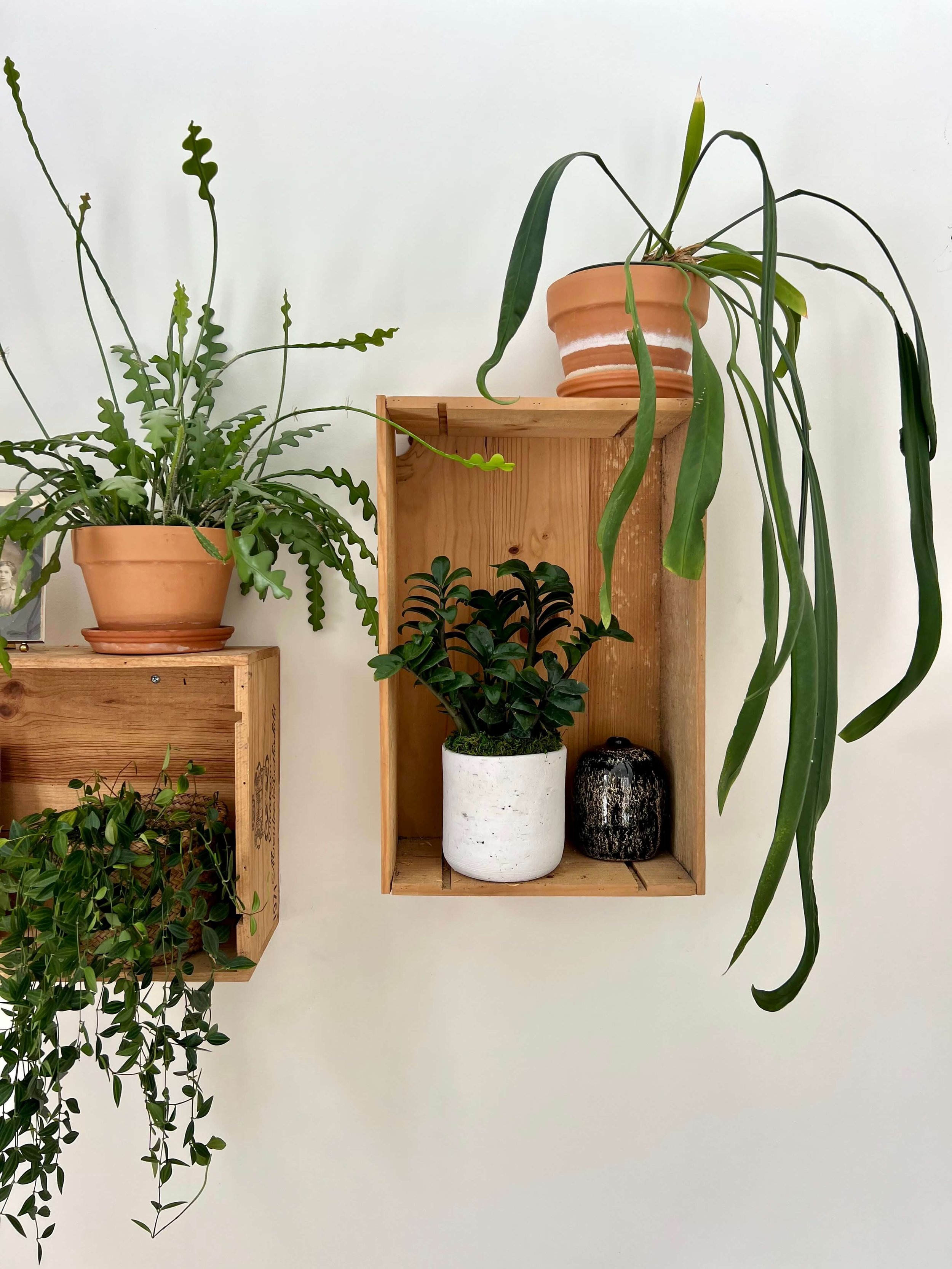 wood crates as frames for indoor plant display
