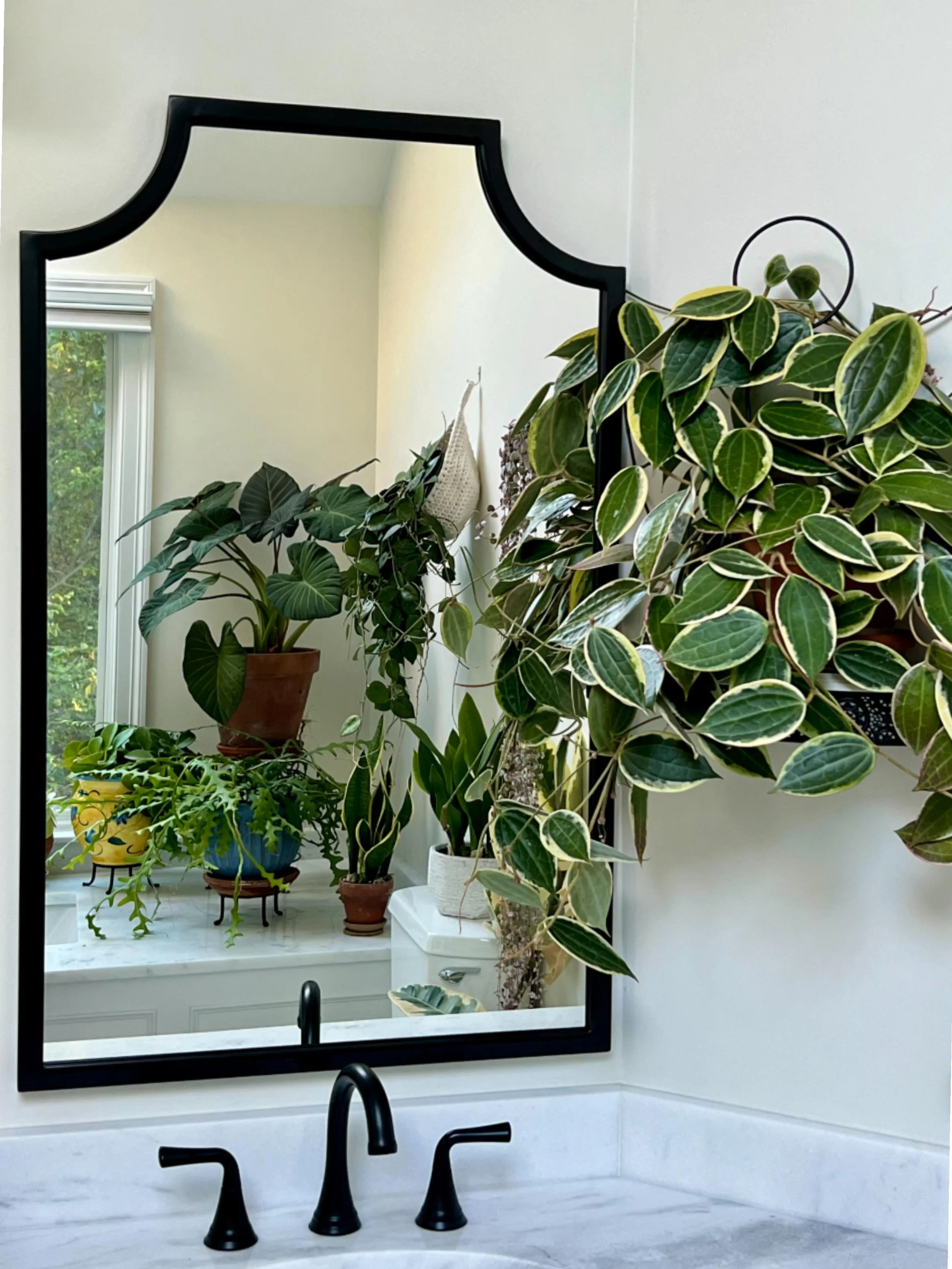 houseplants in a bathroom