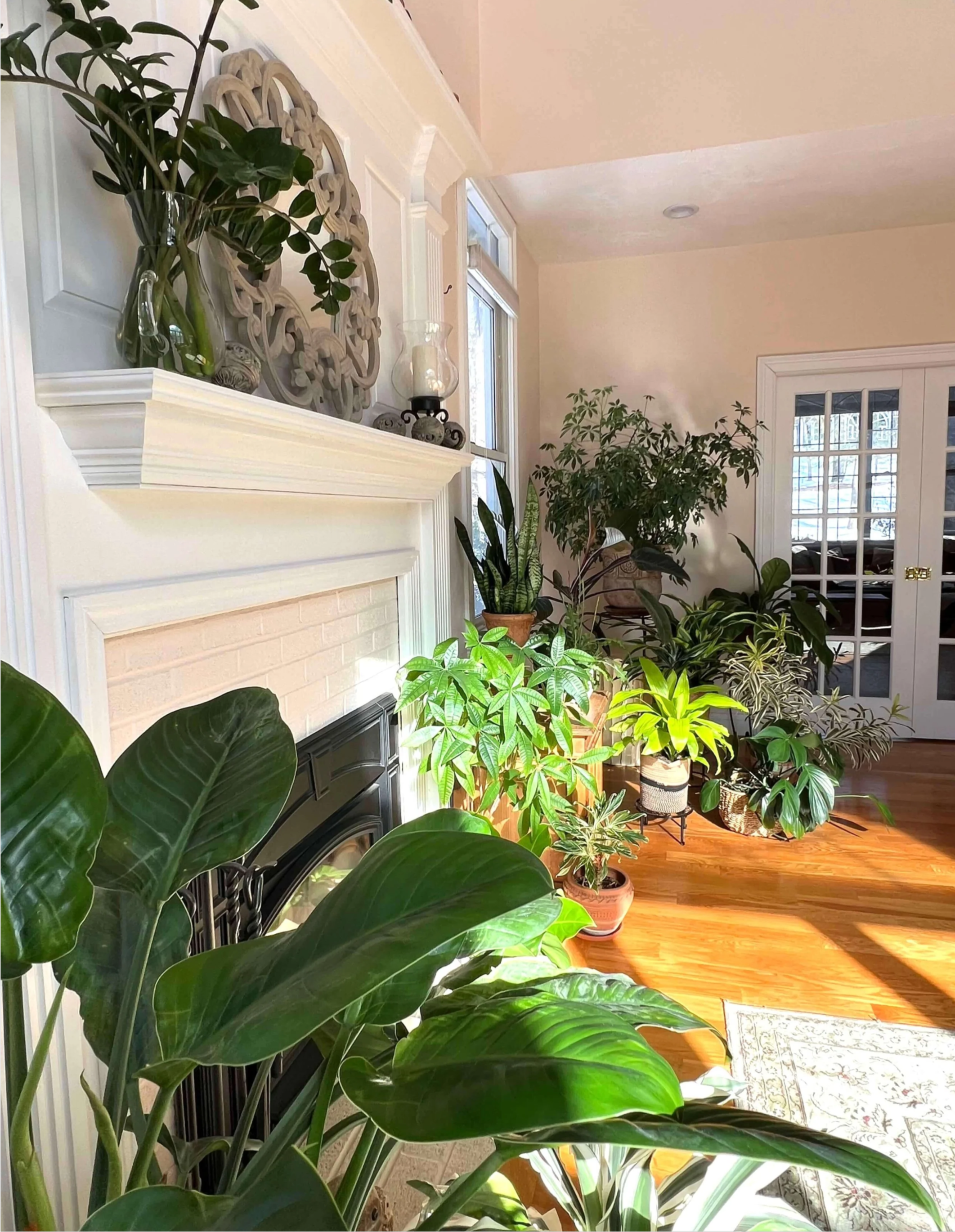 living room styled with plants Boston