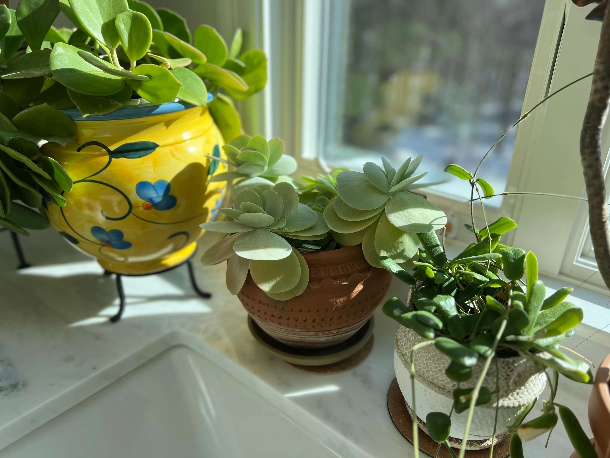 succulent collection in sunny bathroom window