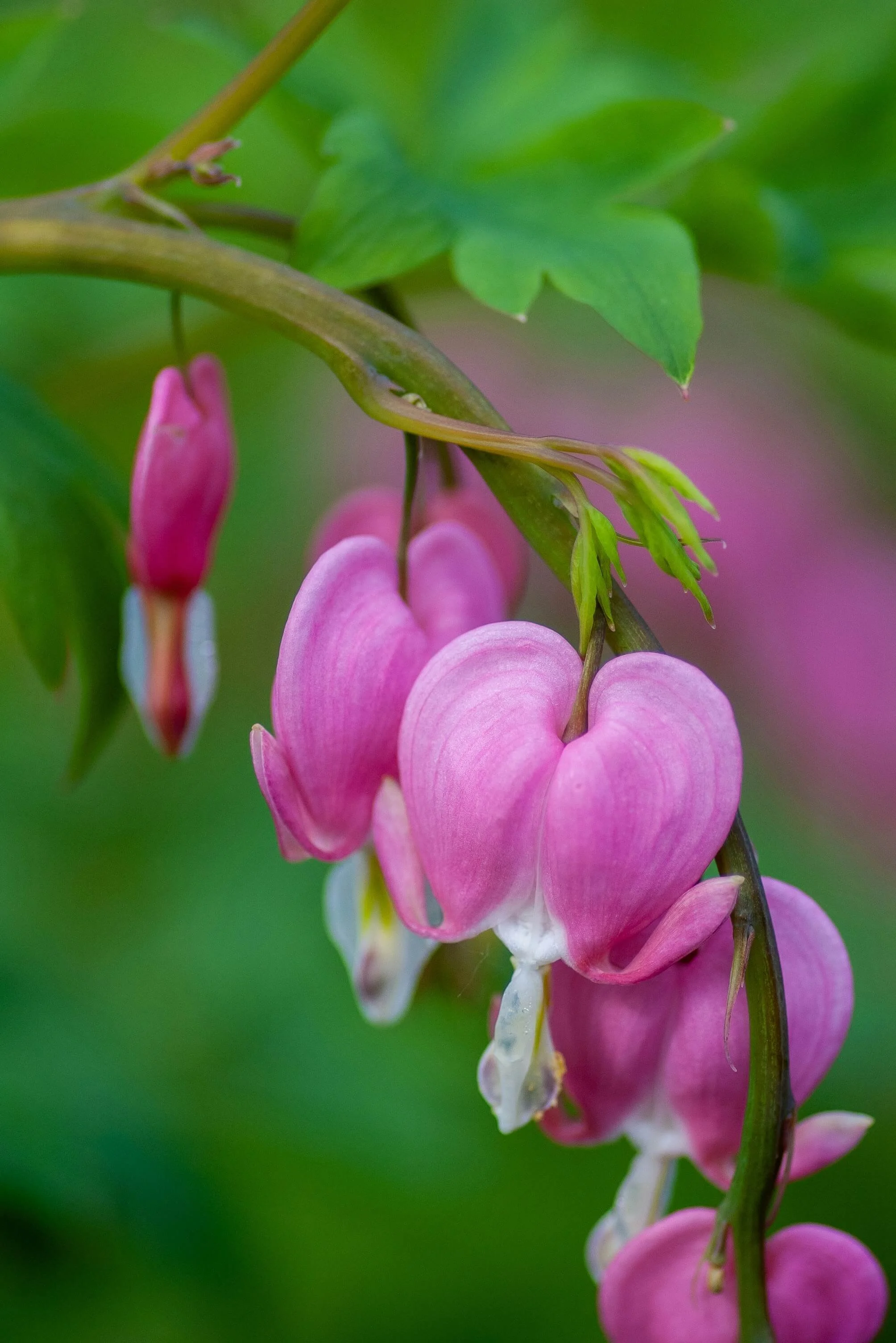 showy bleeding heart flowers