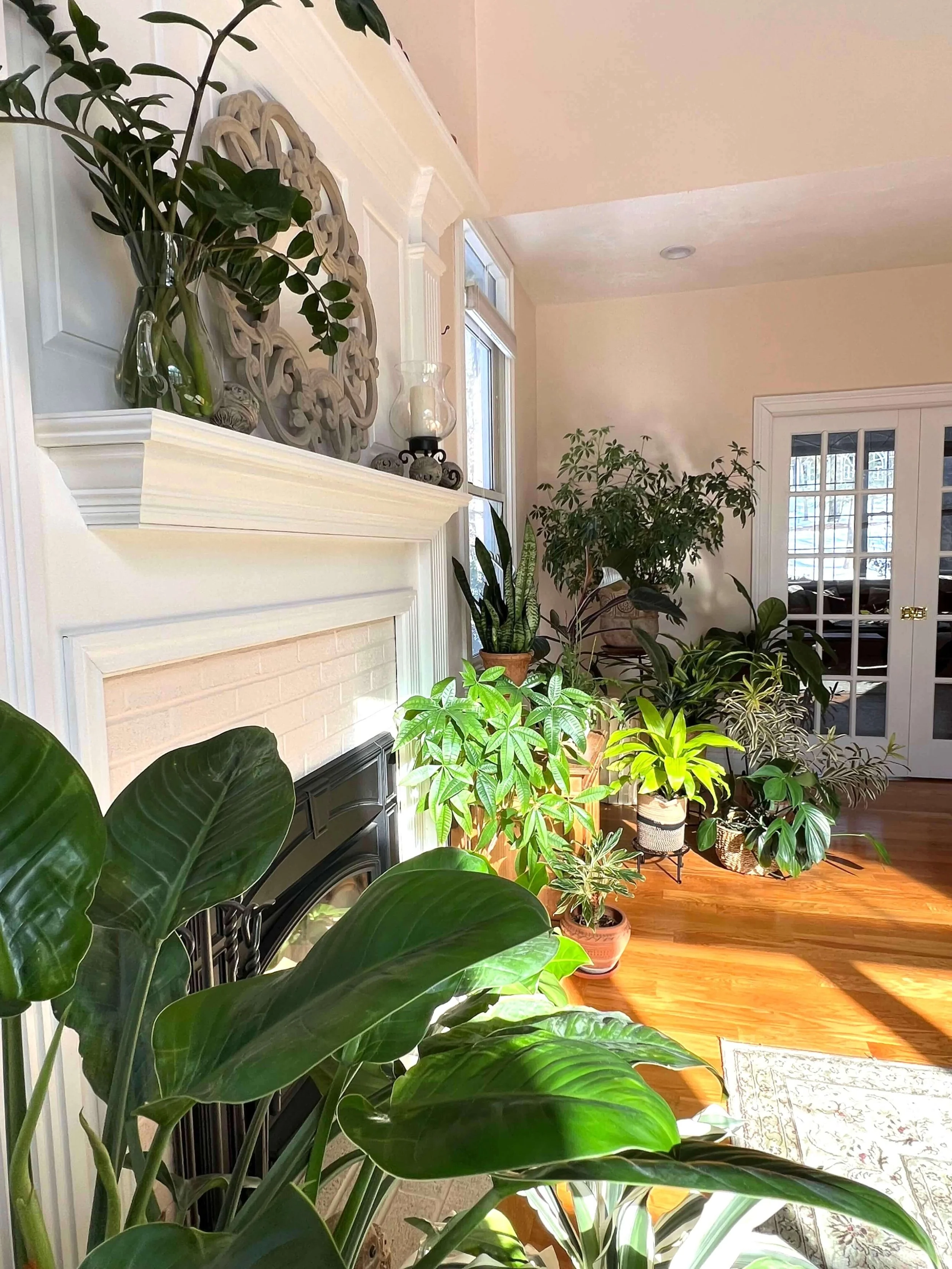 Interior Plantscapes