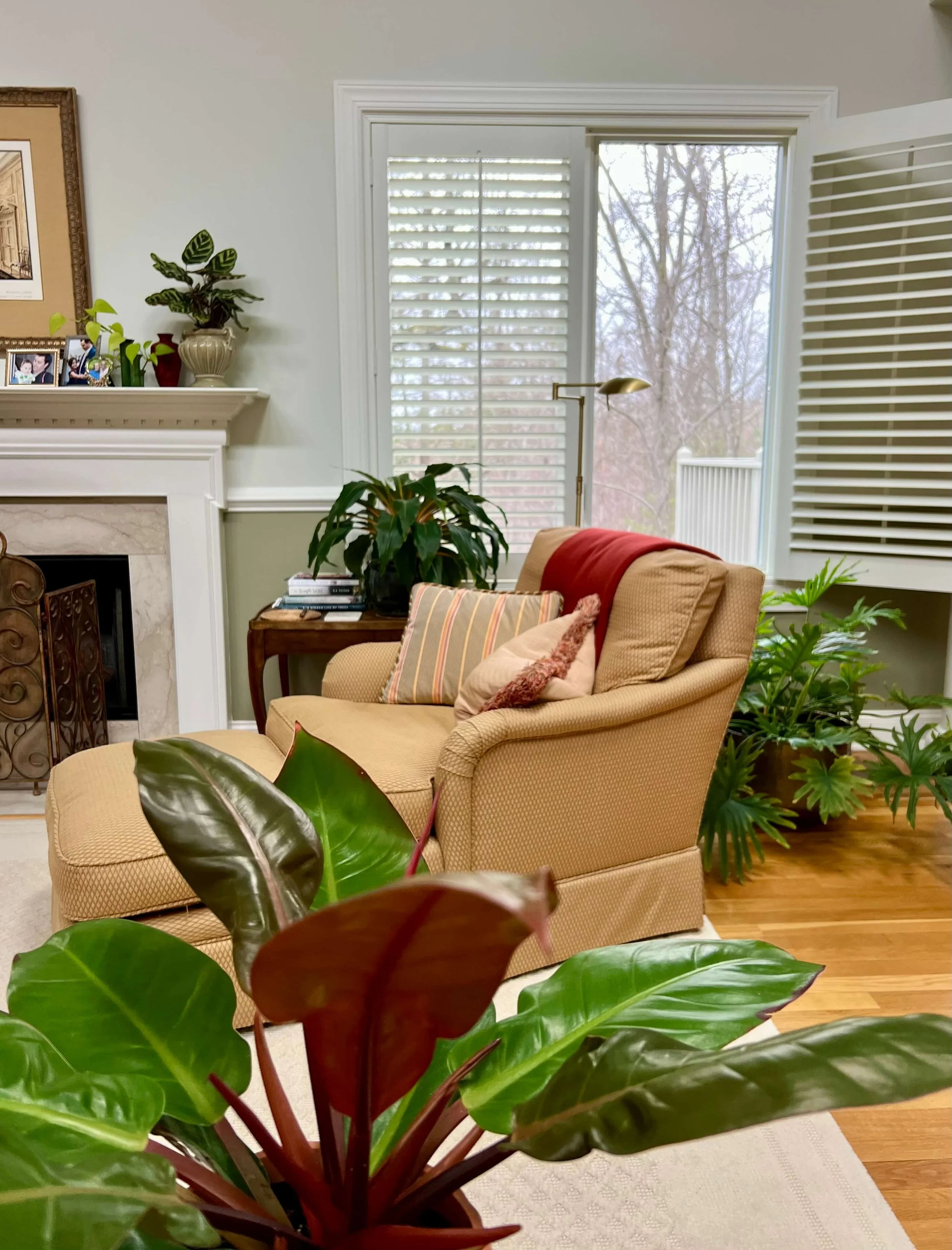 a philodendron matches the furniture in Brookline MA
